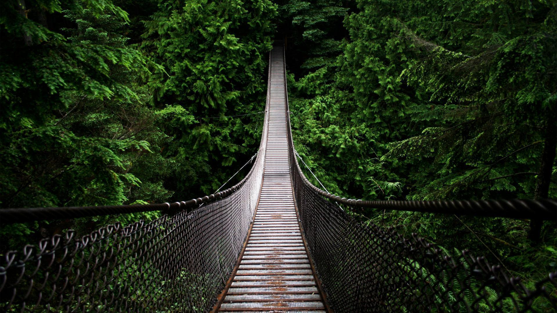 Bridge In A Pine Forest Wallpaper Full HD Forest Tree HD Free