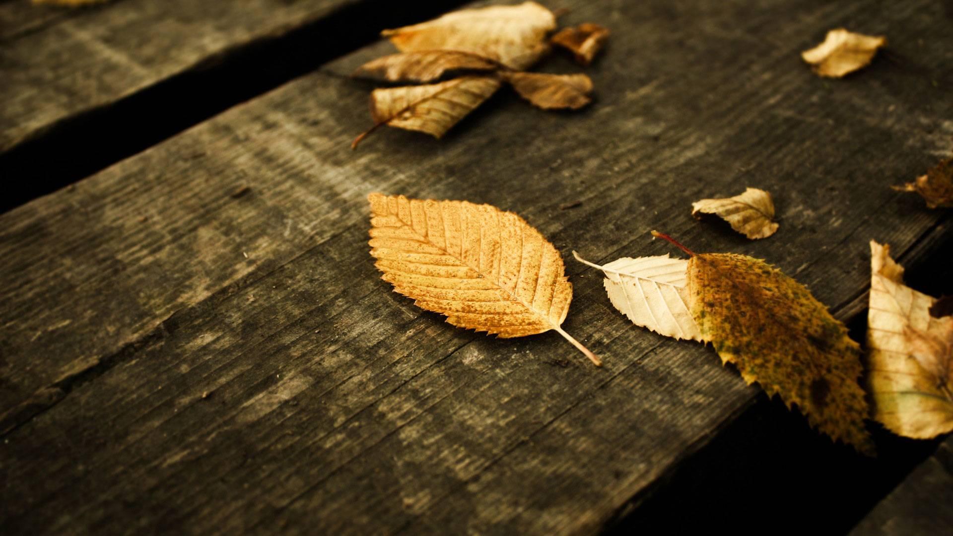 Mobile Autumn Falling Leaf Wallpaper, HQ Background. HD