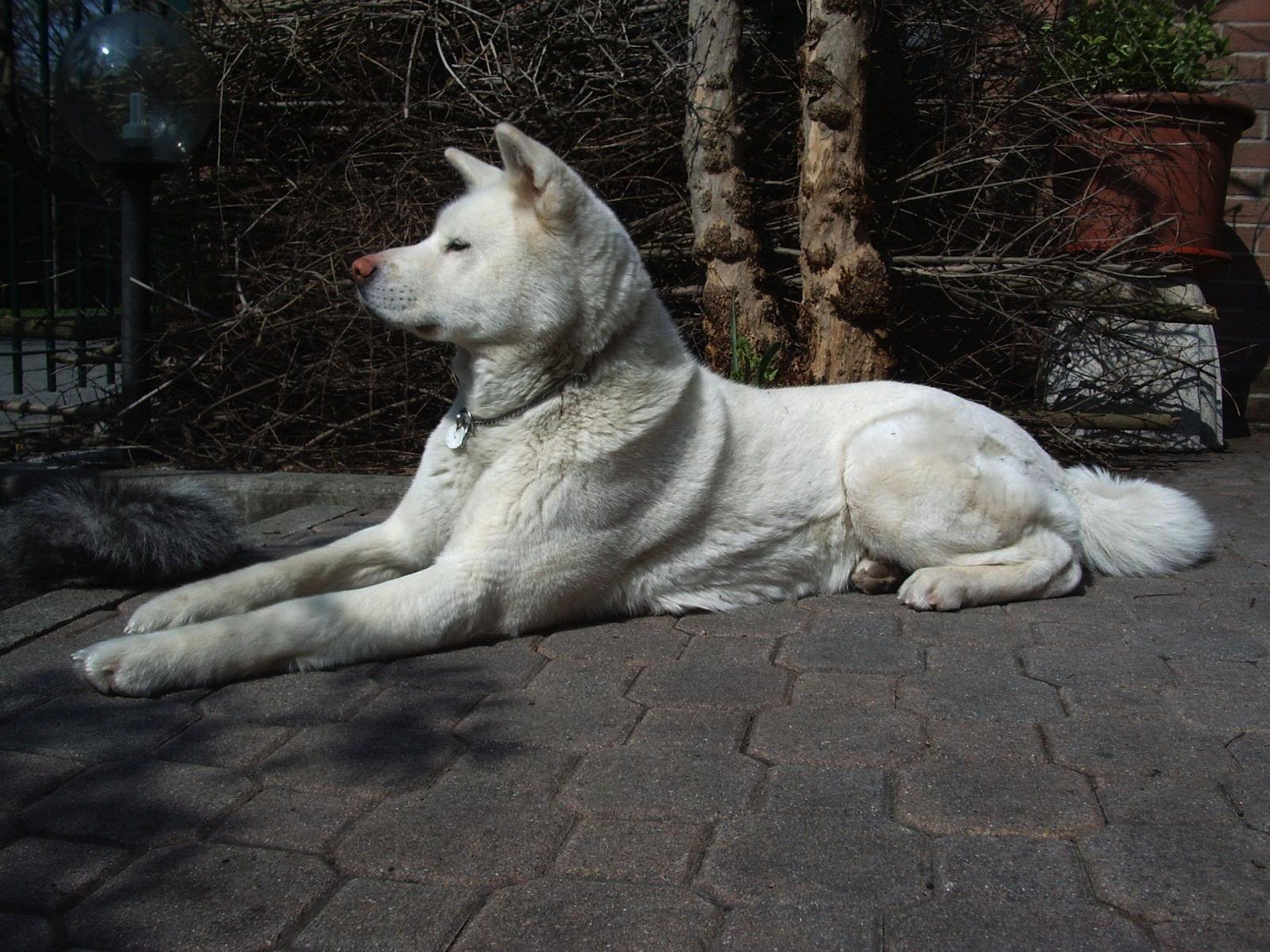 Akita Dog Widescreen Wallpaper HD