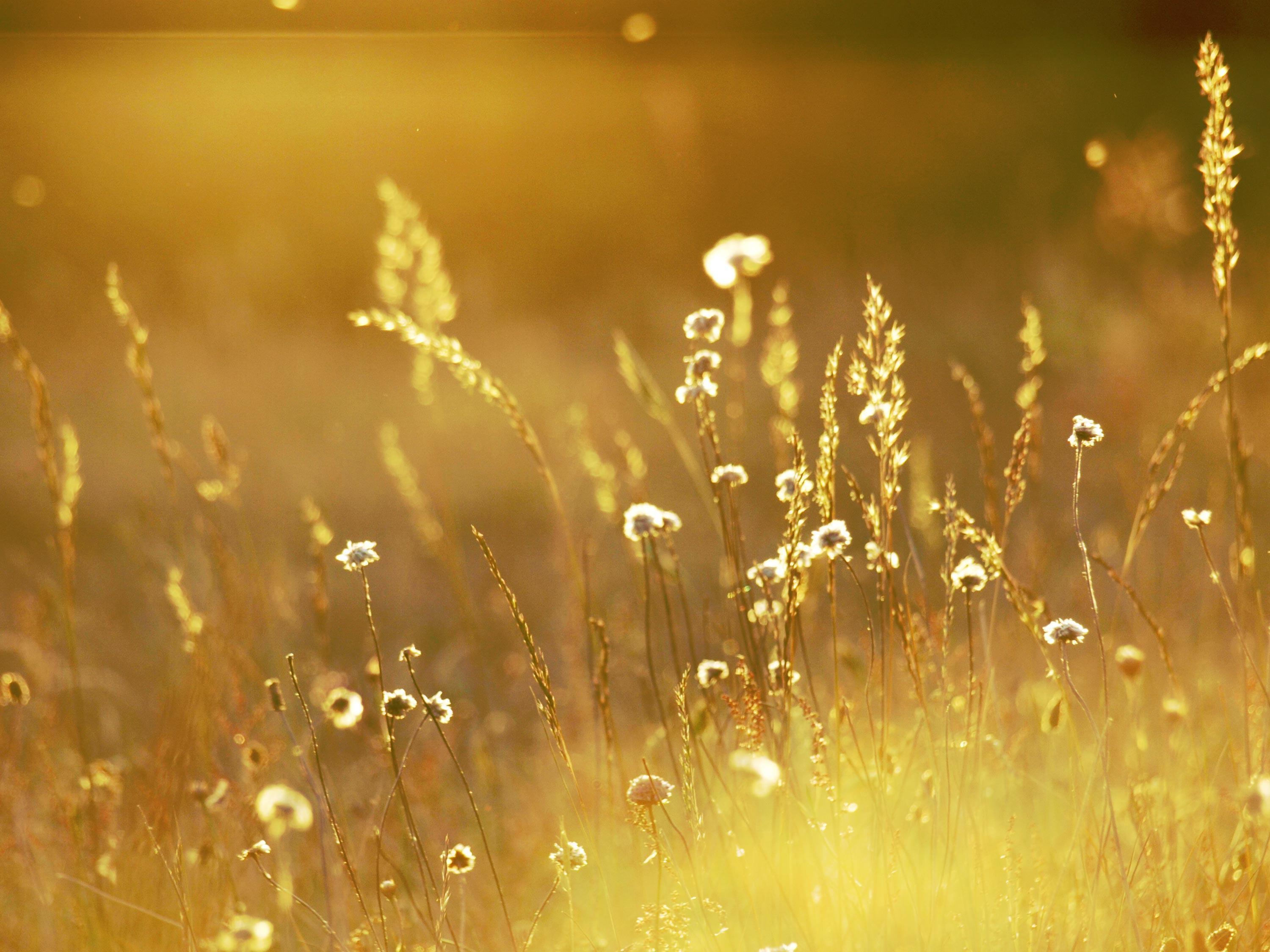 Август нежный и спокойный. Природа солнце. Трава солнце. Светлое солнце. Трава в лучах солнца.