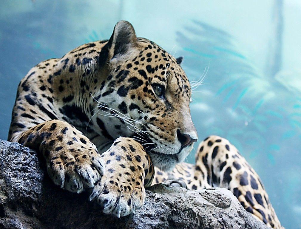 Cool Animal Wallpapers - Wallpaper Cave