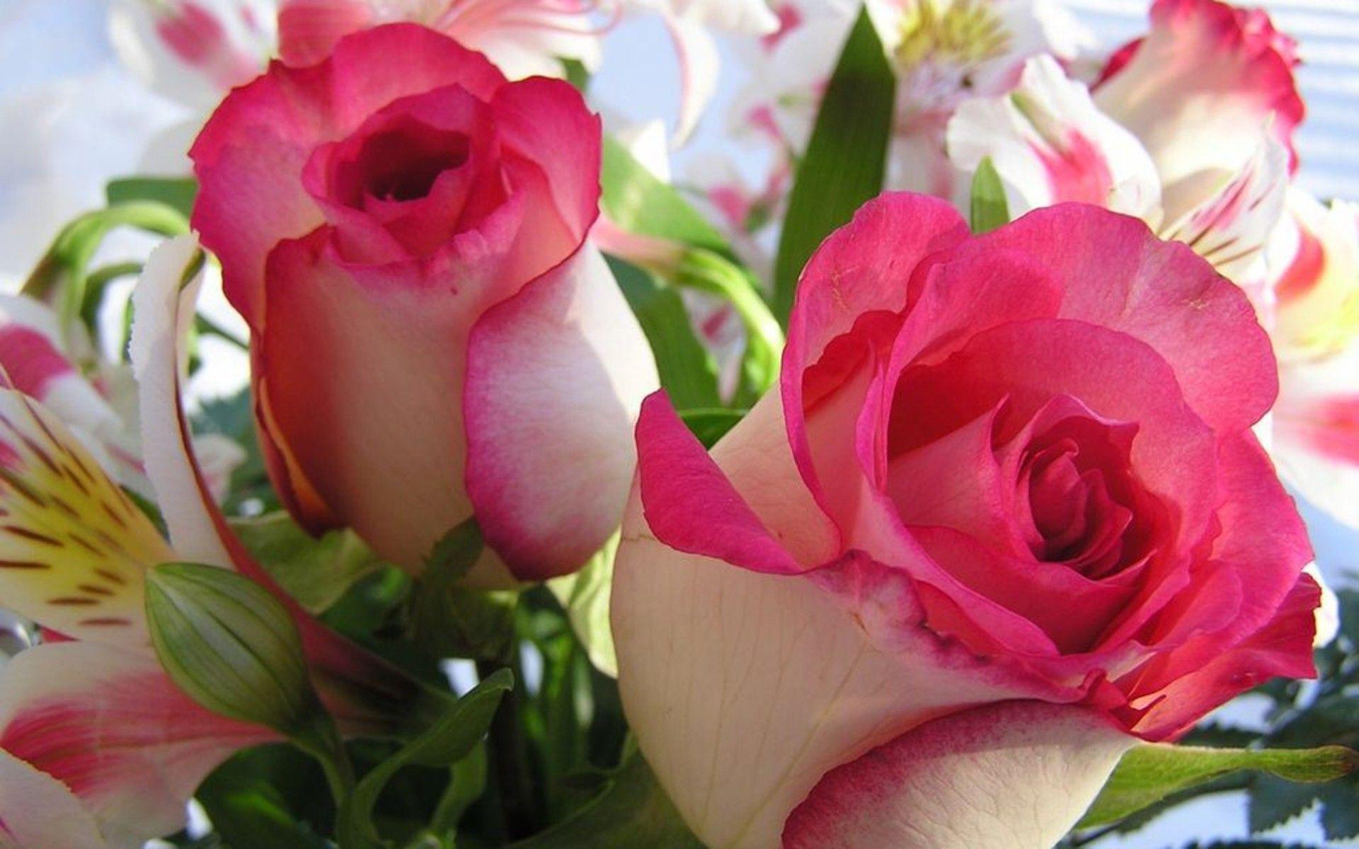 Love Beautiful Rose Flower Wallpaper - Wallpaper Flower Rose Love ...