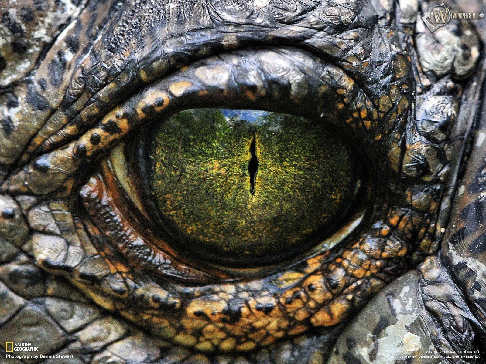Alligator eye wallpaper