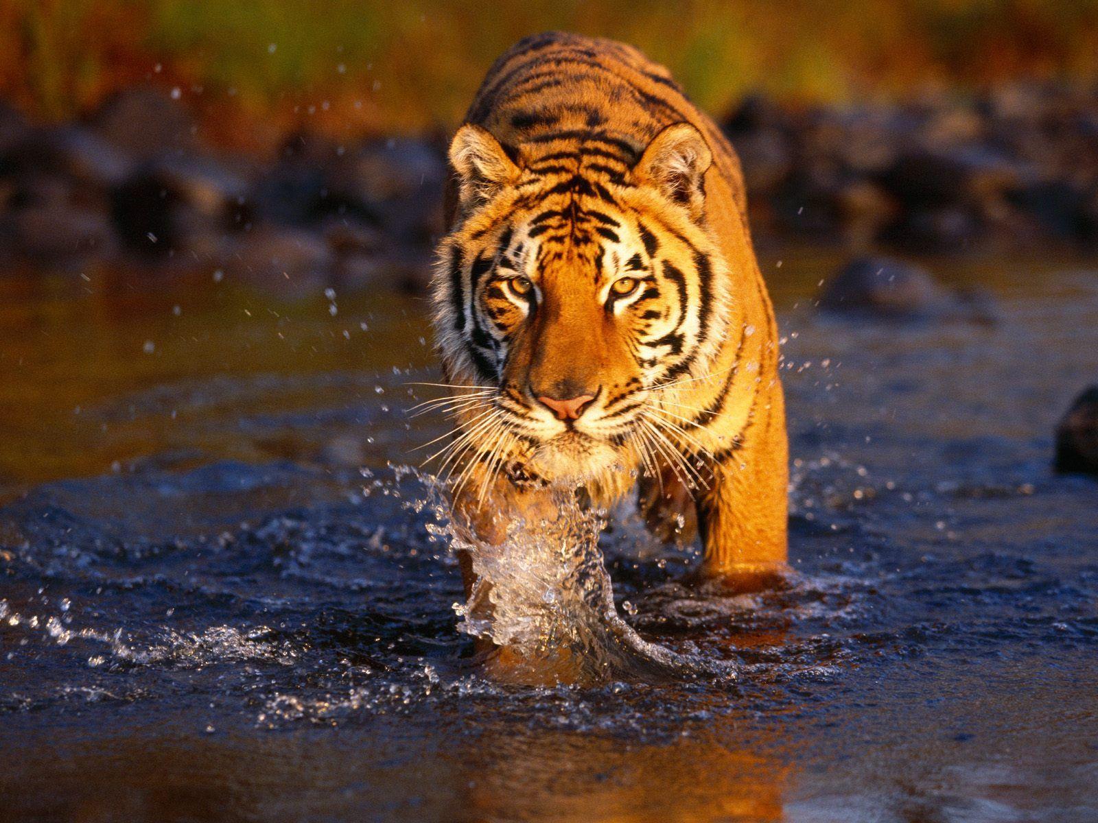 Beautiful Tiger Wallpaper Desktop Wallpaper