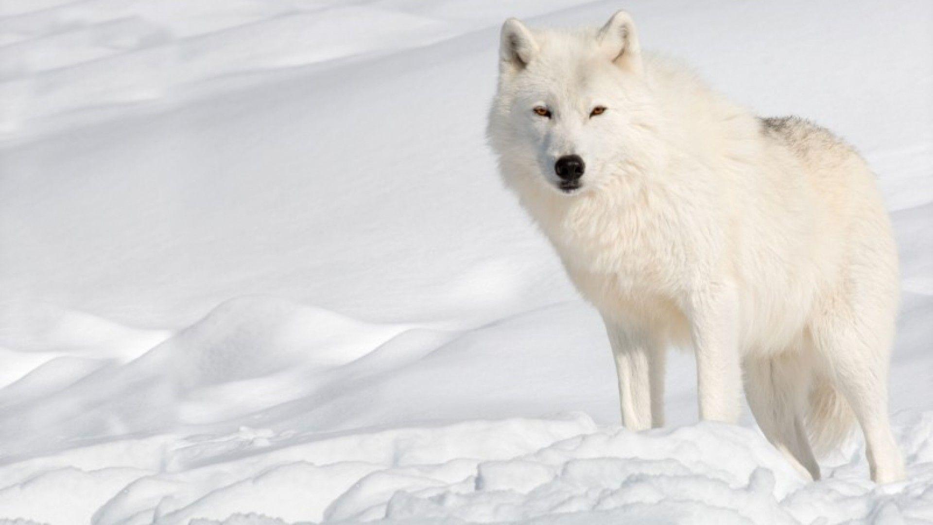 Wallpaper For > Arctic Wolf Wallpaper