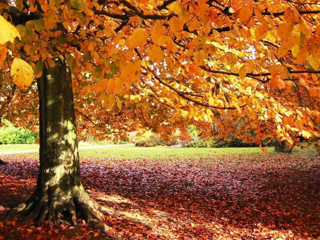 Autumn Background Image Wallpaper