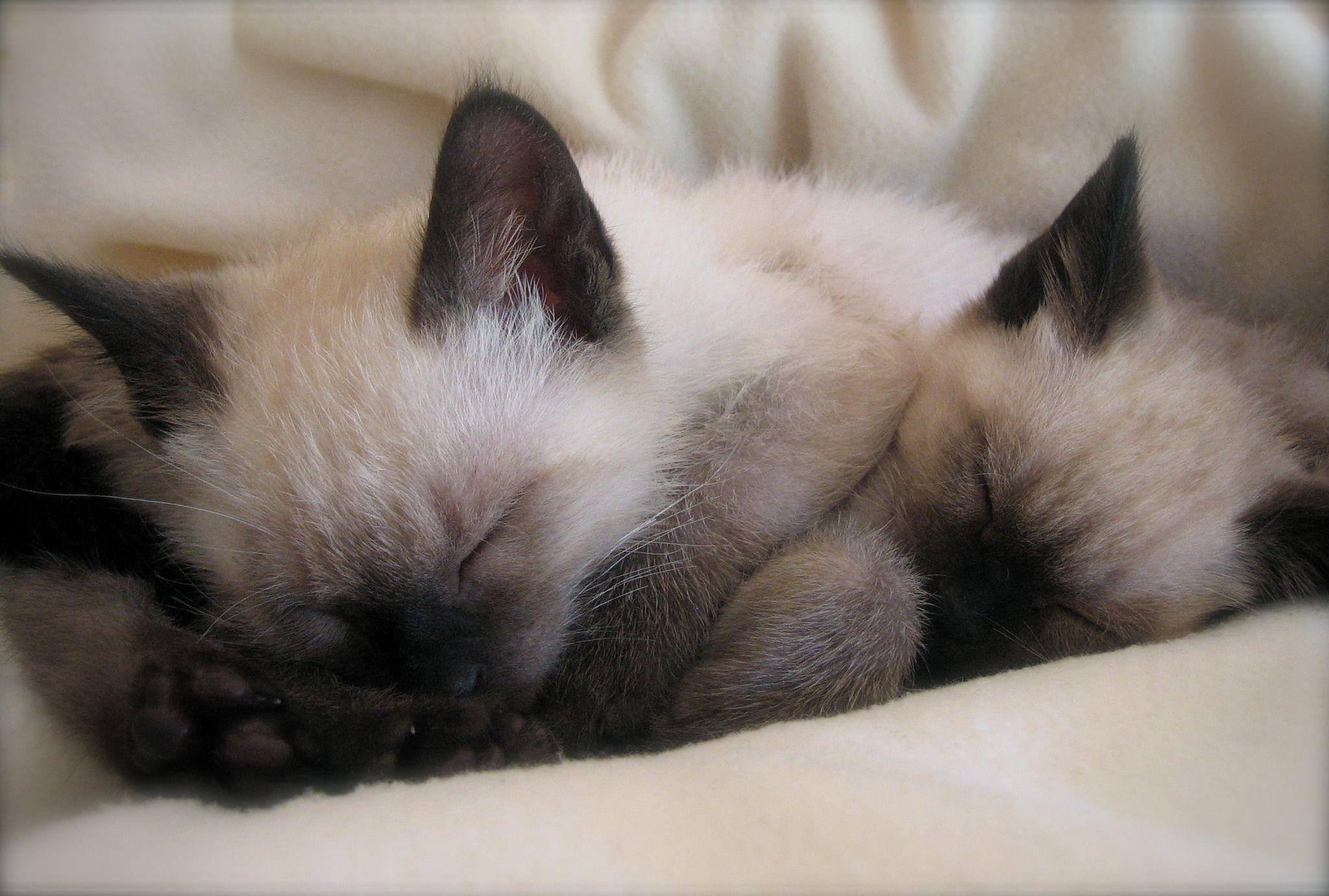 Sleeping Siamese Kittens Wallpaper