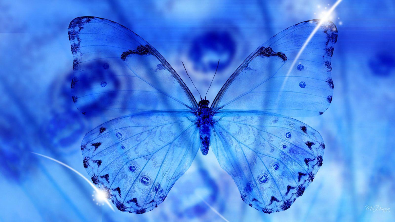 Wallpaper For > Blue Butterfly Background