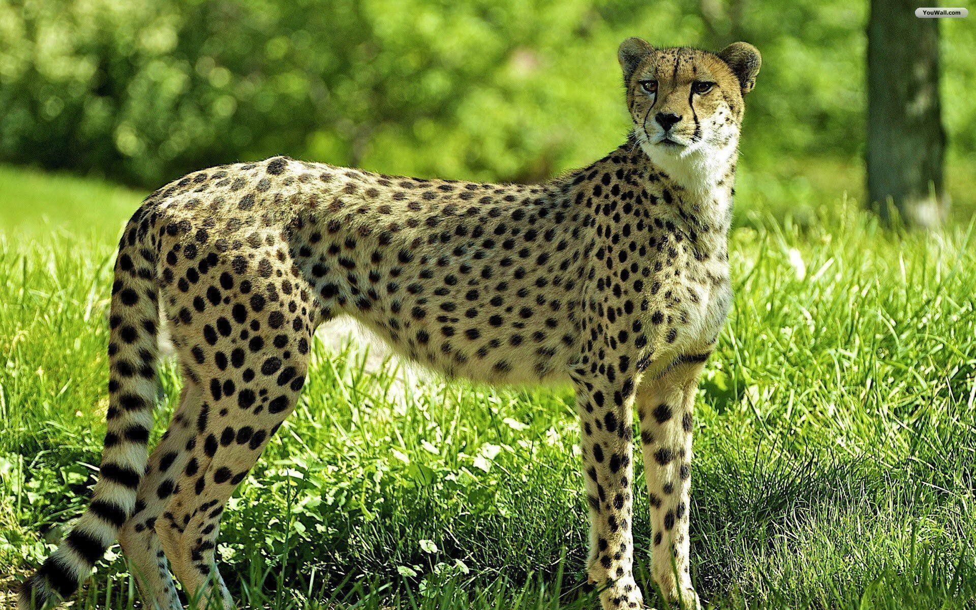 Cheetah Wallpaper and Background