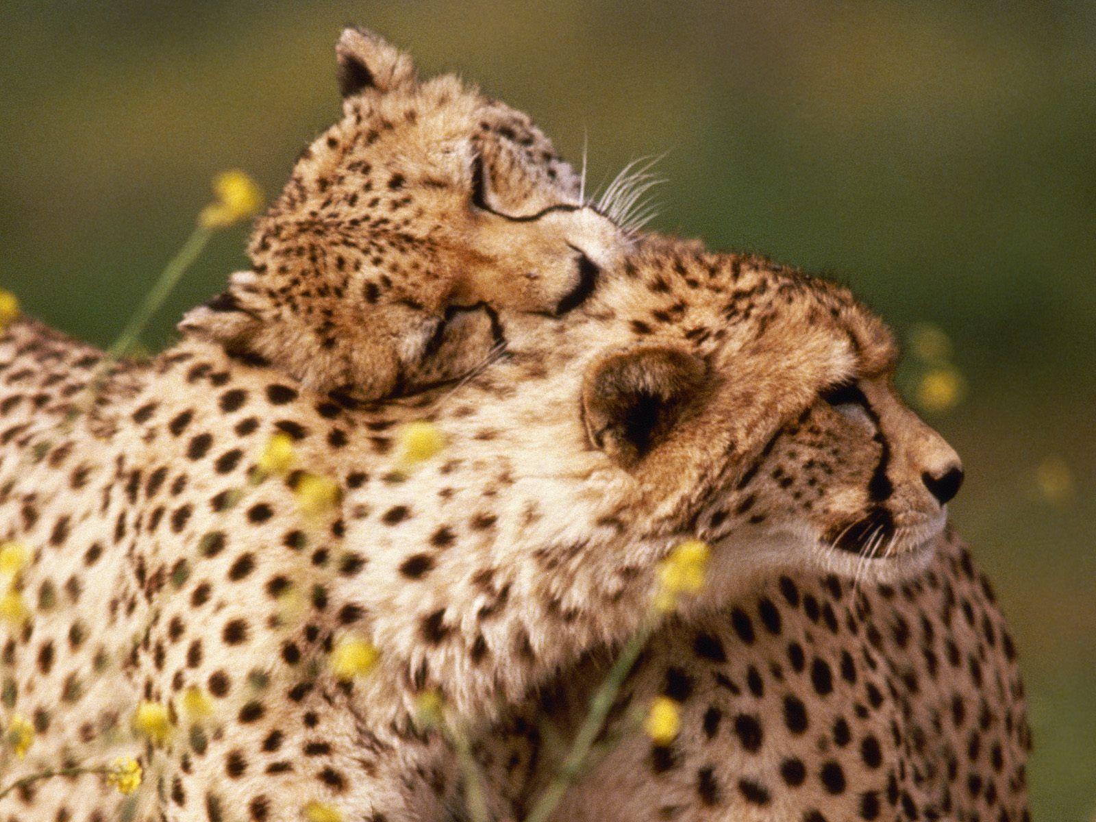 image For > Cheetah Wallpaper iPhone 5