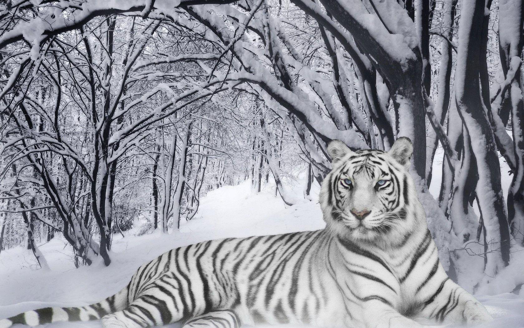 White Tiger Animal Wallpaper Image & Picture