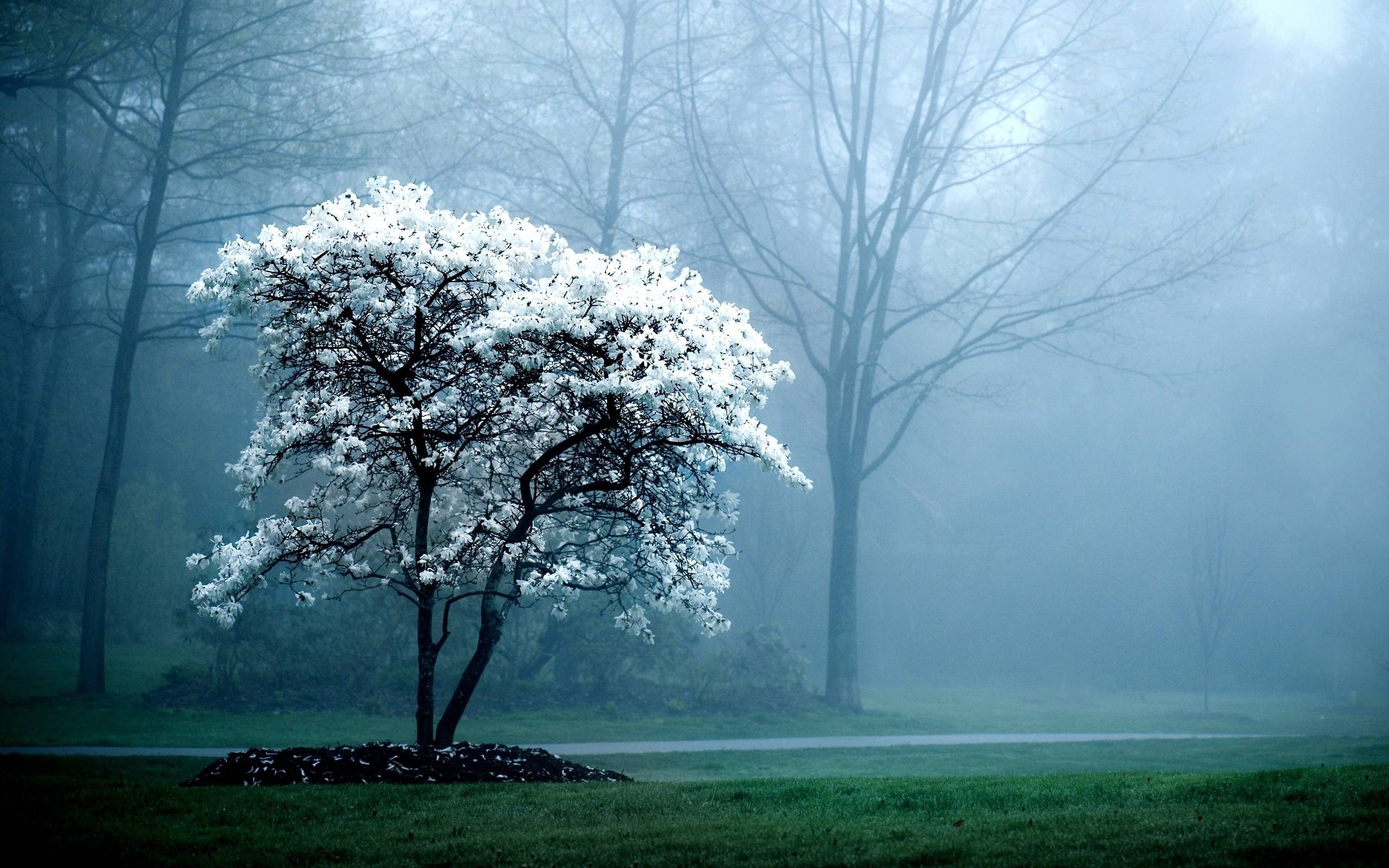 Nature wallpaper