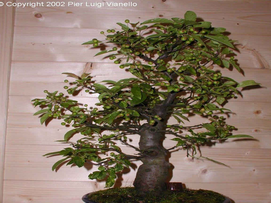 Bonsai Wallpaper 003, Free Desktop Wallpaper, Cool Wallpaper