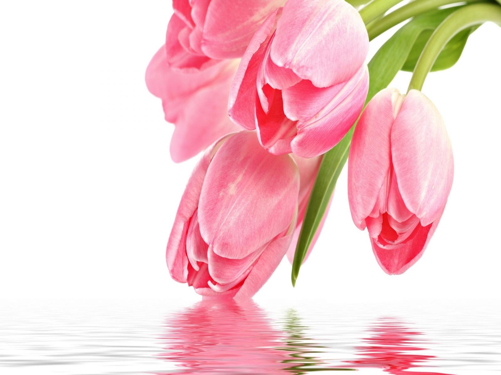 Tulip Flower Picture Photo Wallpaper