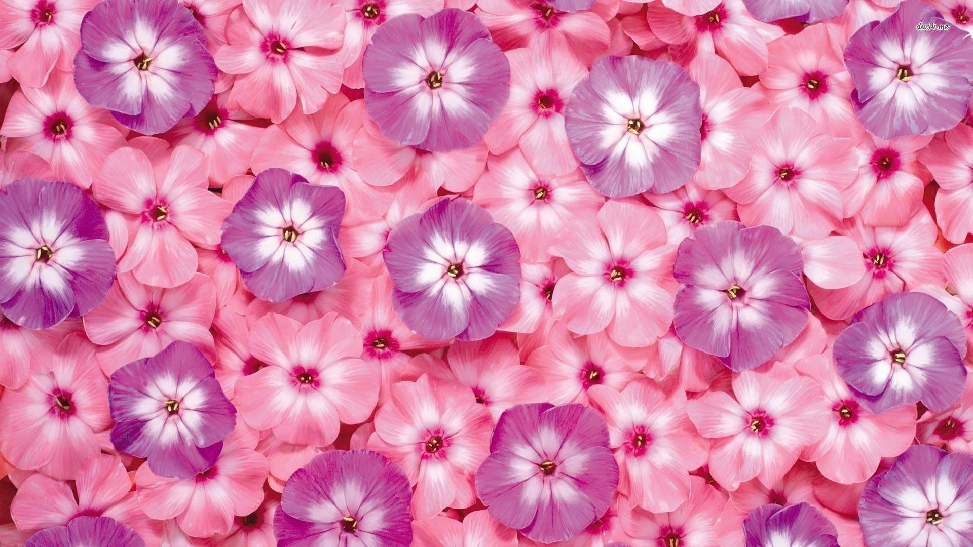 Pink And Purple Flower Pattern Wallpaper. Foolhardi