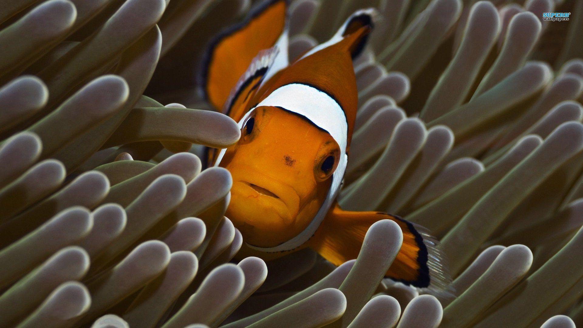 Clown Fish Background Picture For iPad. Fish, Picture, Fish