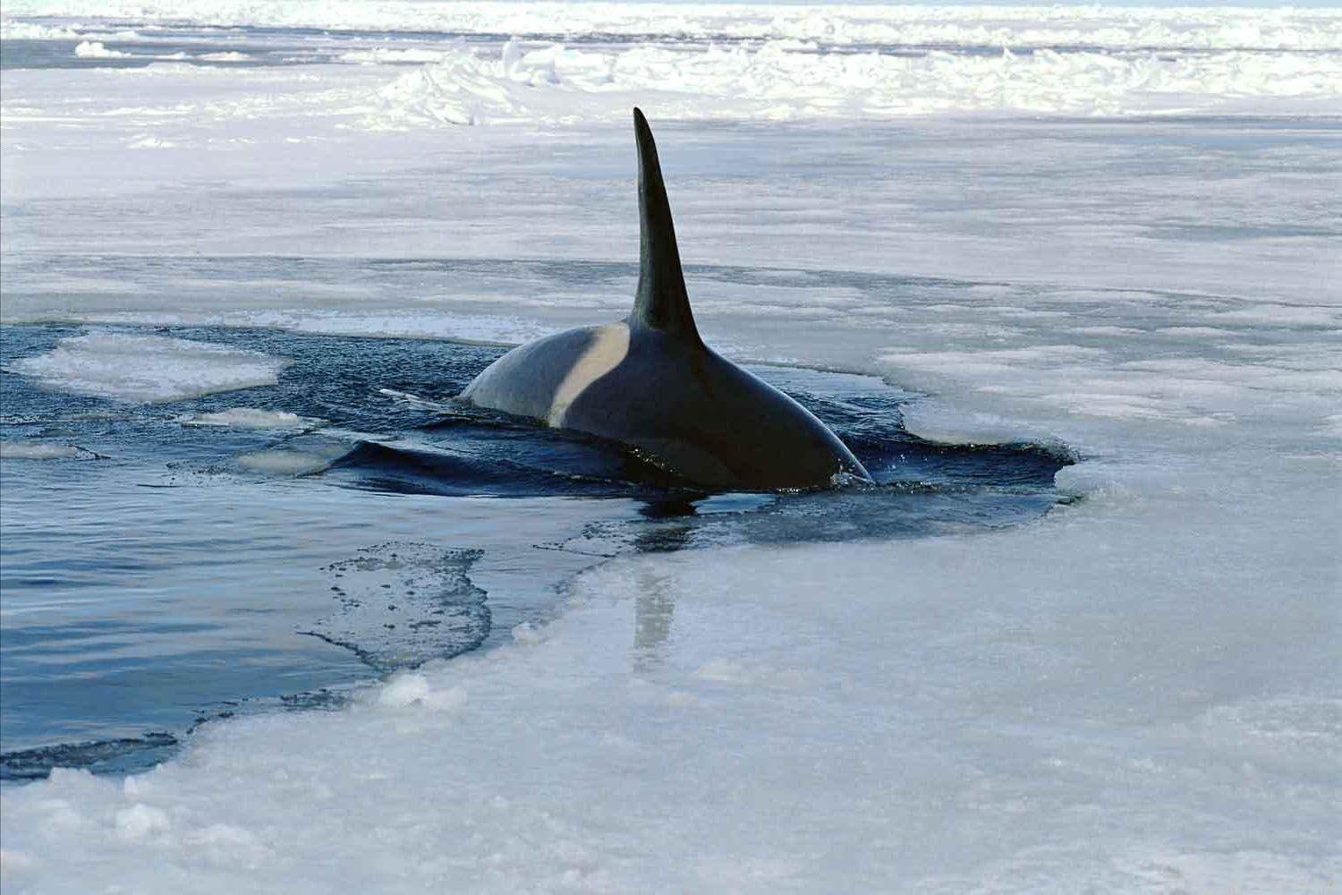Killer Whale Photos Orca Wallpapers