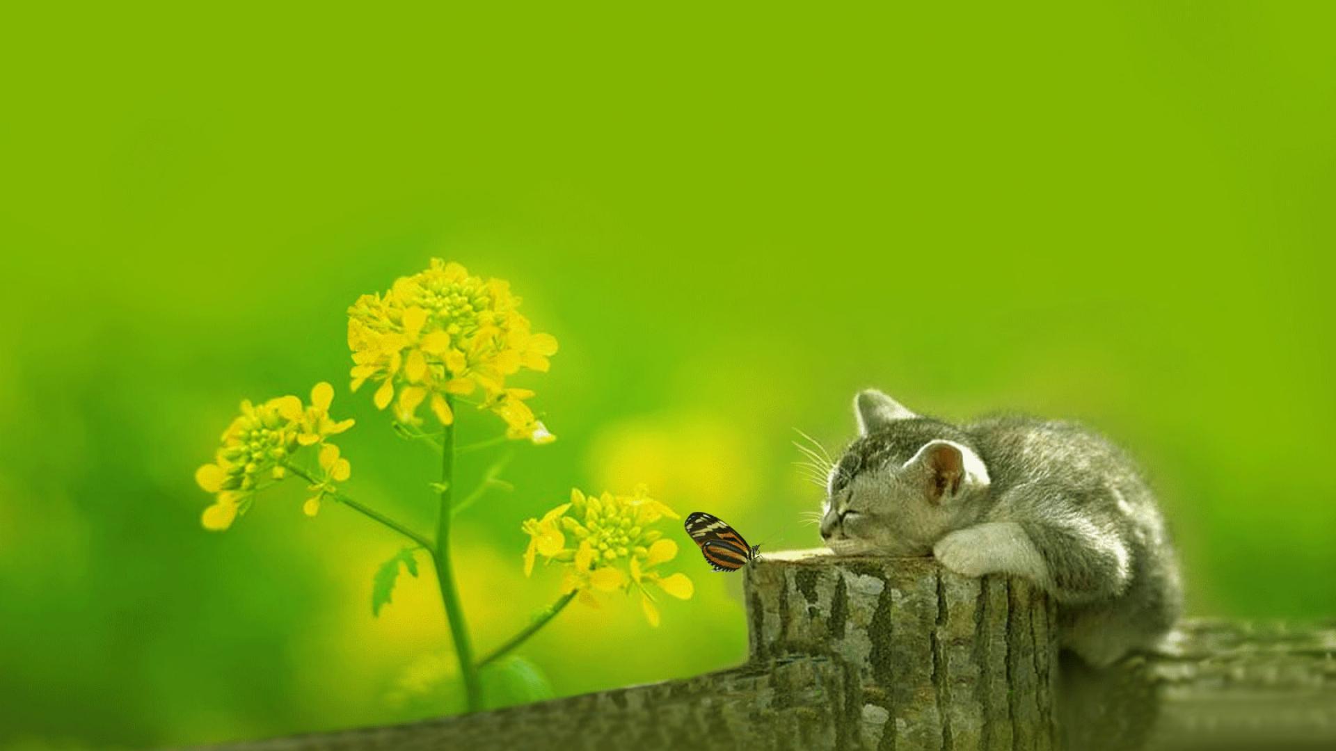 Cute Cat and Butterfly Wallpaper Download Wallpaper