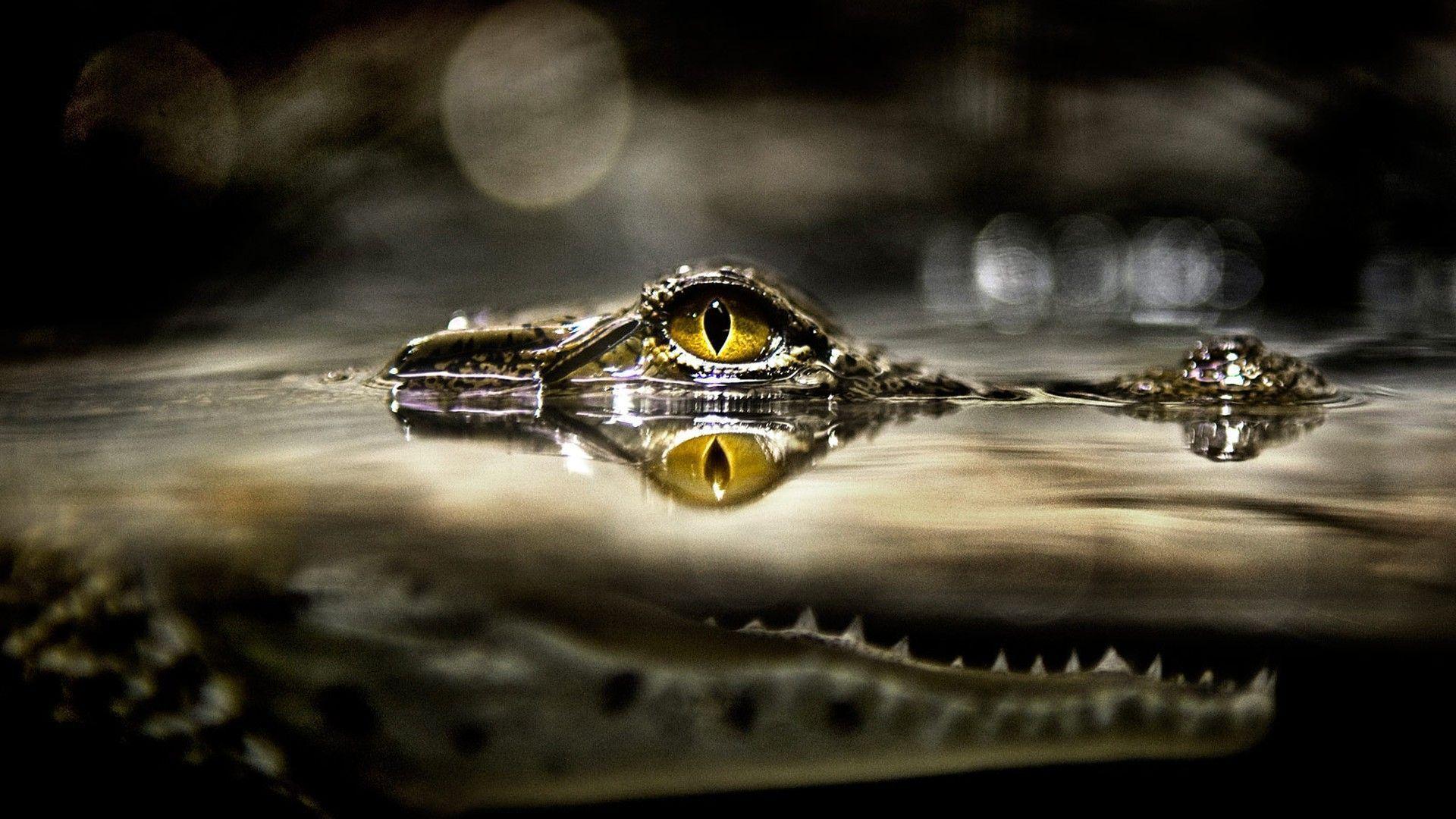 Crocodile Wallpaper For Desktop Background 1080p. HD Wallpaper