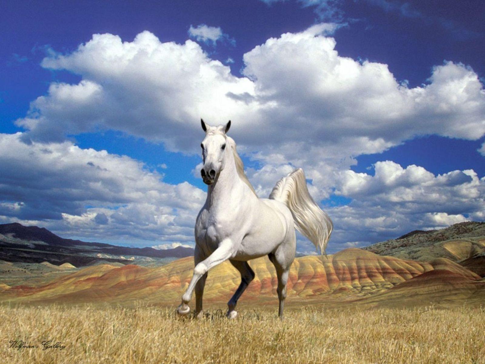 Wallpaper For > White Arabian Horse Wallpaper