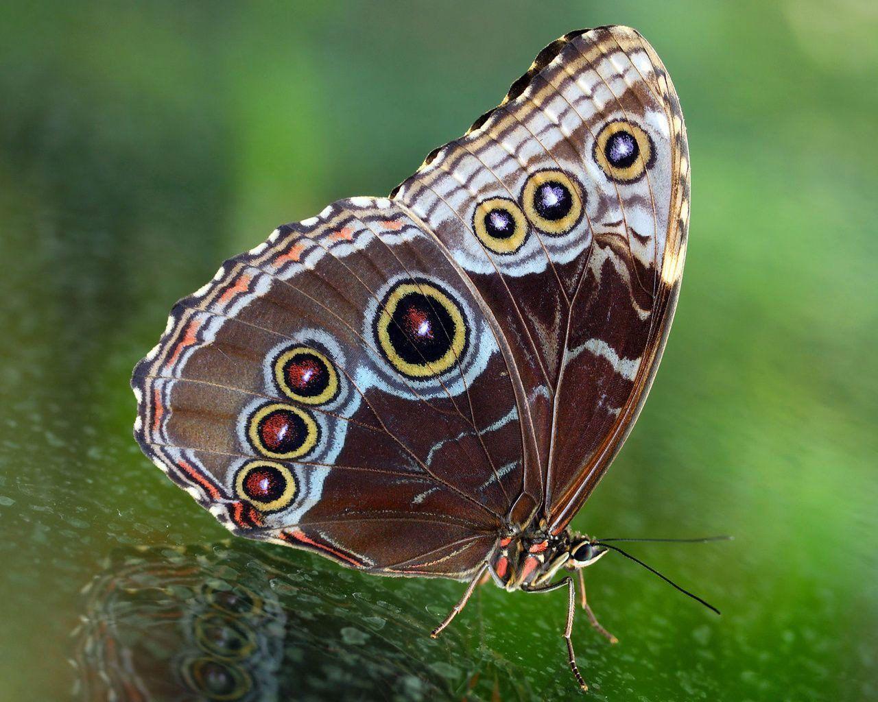 Desktop Wallpaper · Gallery · Animals · Butterfly hq wallpaper