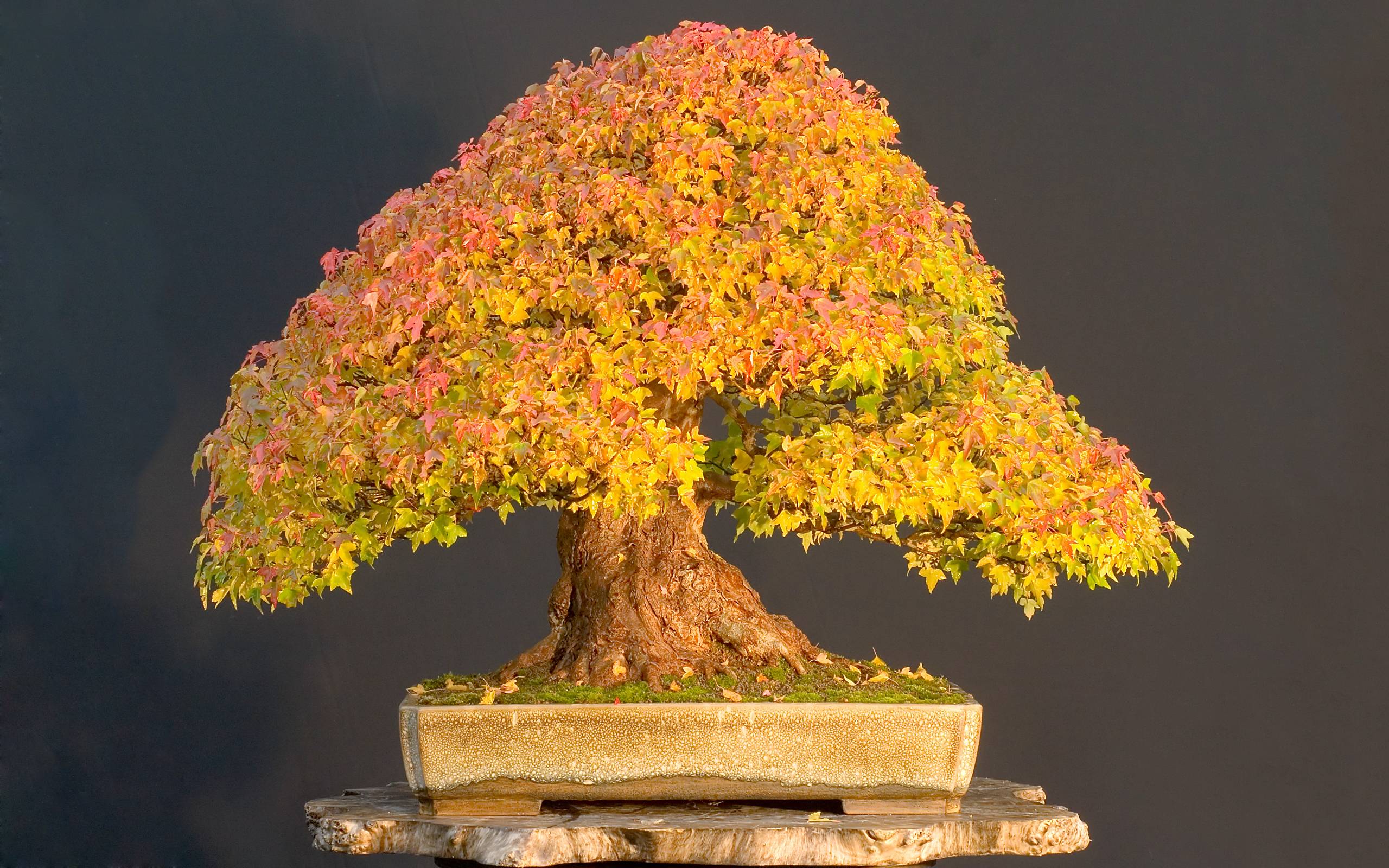 Bonsai Wallpaper 2560x1600