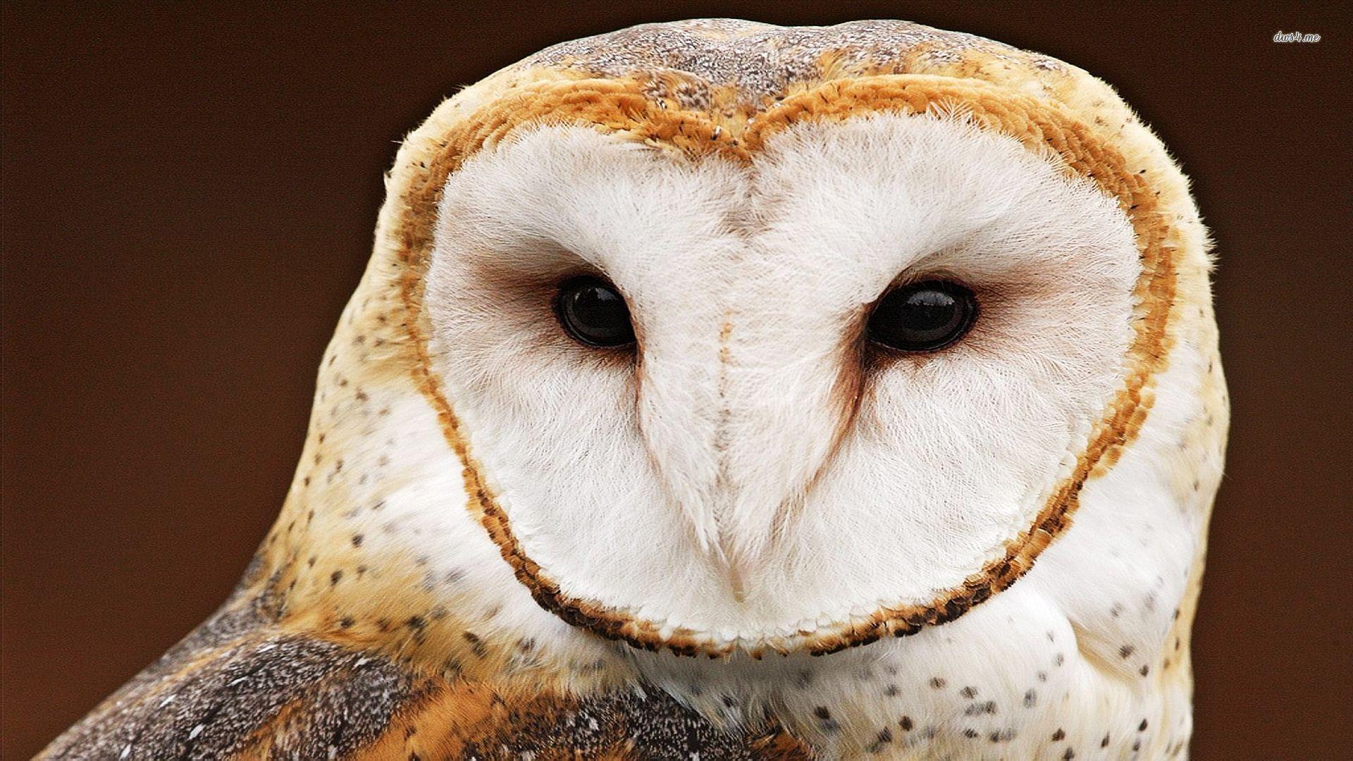 Pix For > White Owl Wallpaper