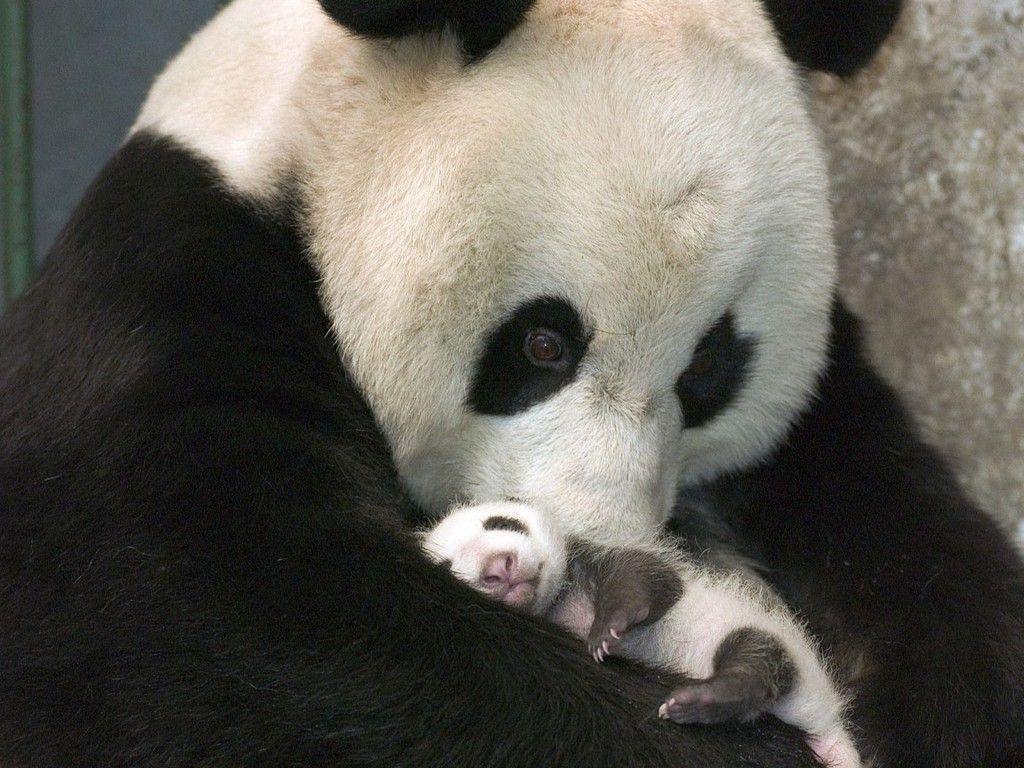 Mother Baby Panda Wallpaper