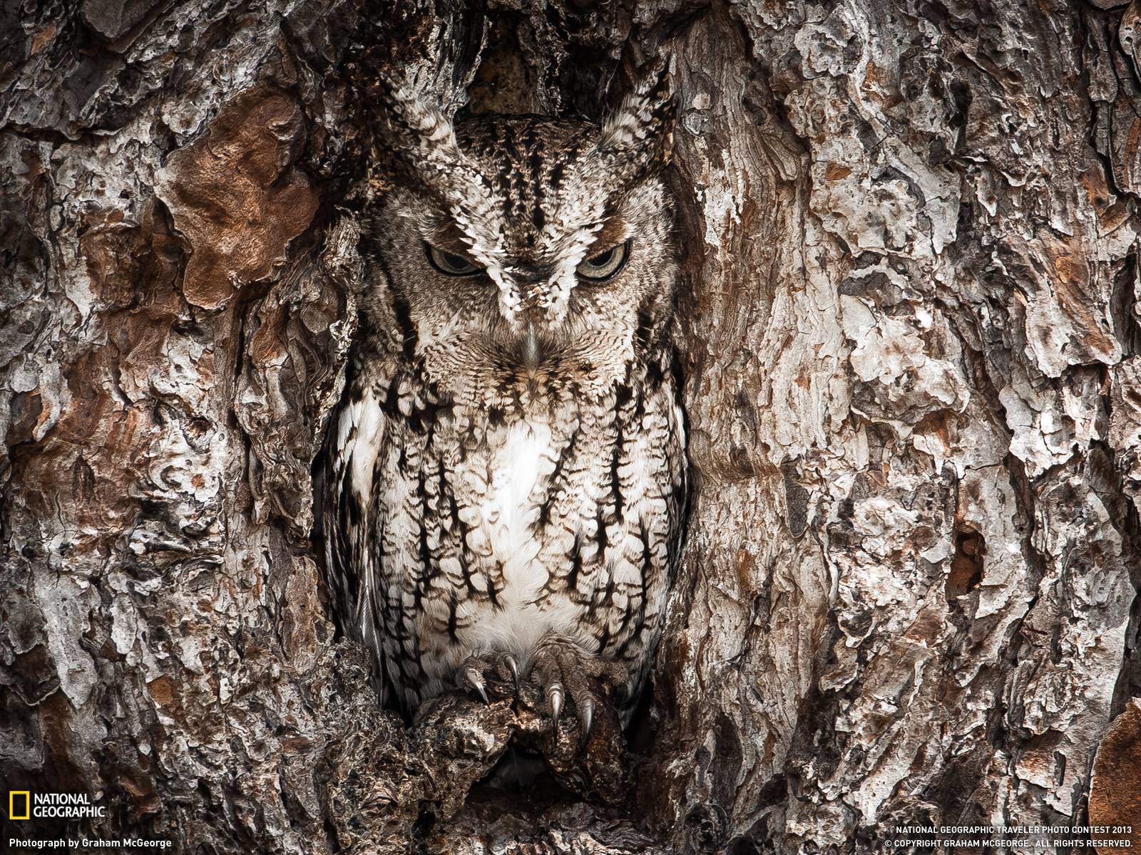 Okefenokee Swamp Photo - Screech Owl Wallpaper - National