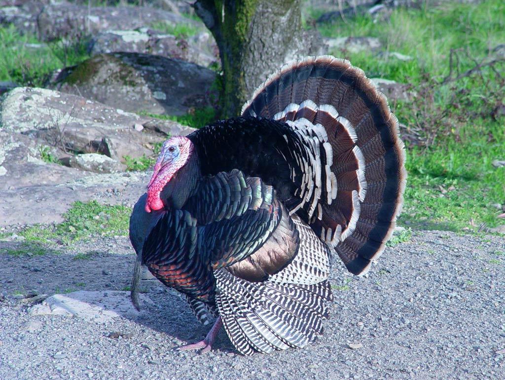 Free wallpaper Wild turkey
