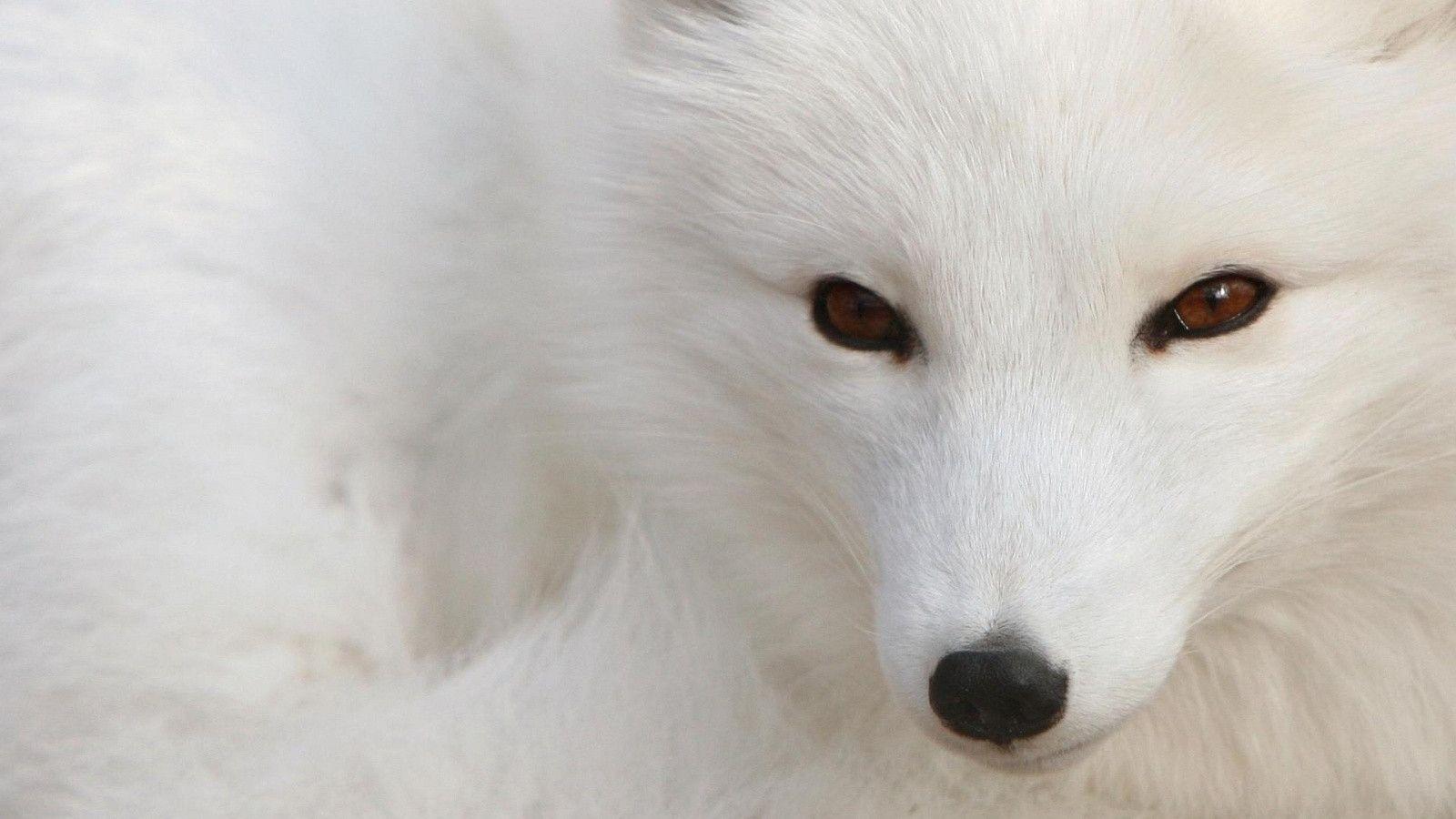 Arctic fox Wallpaper