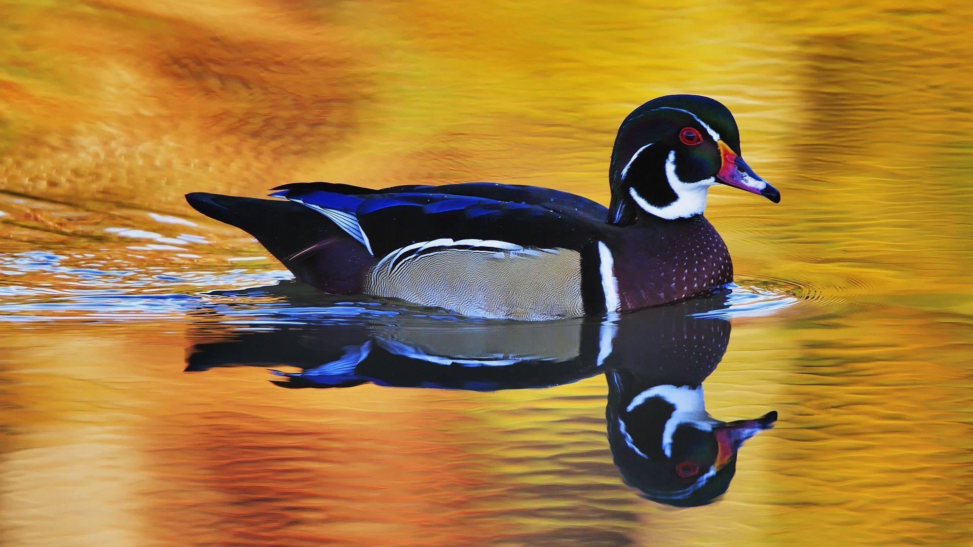 Hình nền wood duck đến từ những hình ảnh tuyệt đẹp của chim mồng Ất được chụp từ những góc độ độc đáo. Với nhiều phong cách khác nhau, từ tông màu sáng cho đến tông màu đậm, bạn sẽ tìm thấy hình nền hoàn hảo cho máy tính của mình.