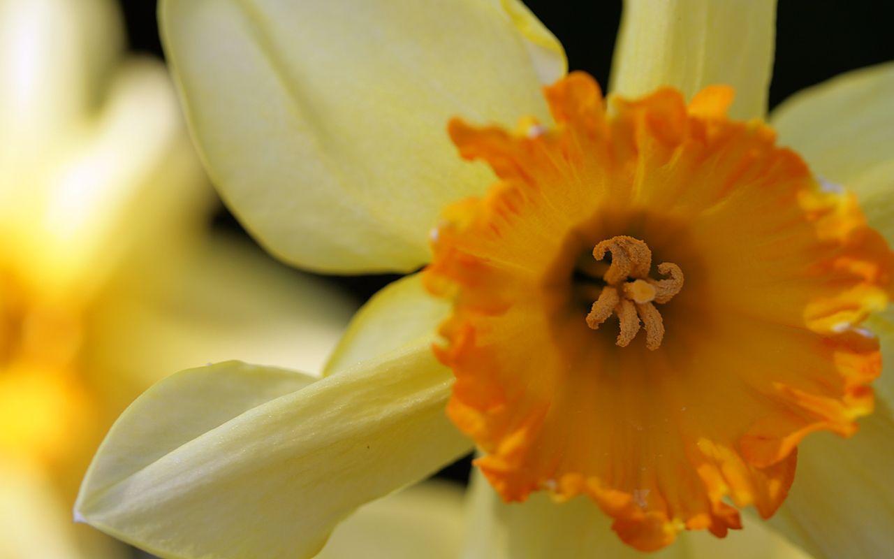 Daffodil Wallpaper, Free Image, Cool Flowers Wallpaper