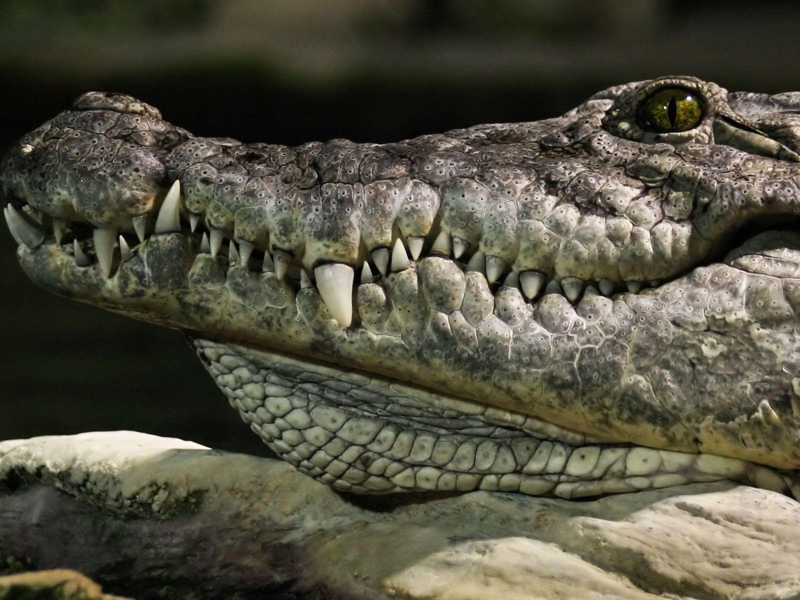 Alligator desktop wallpaper