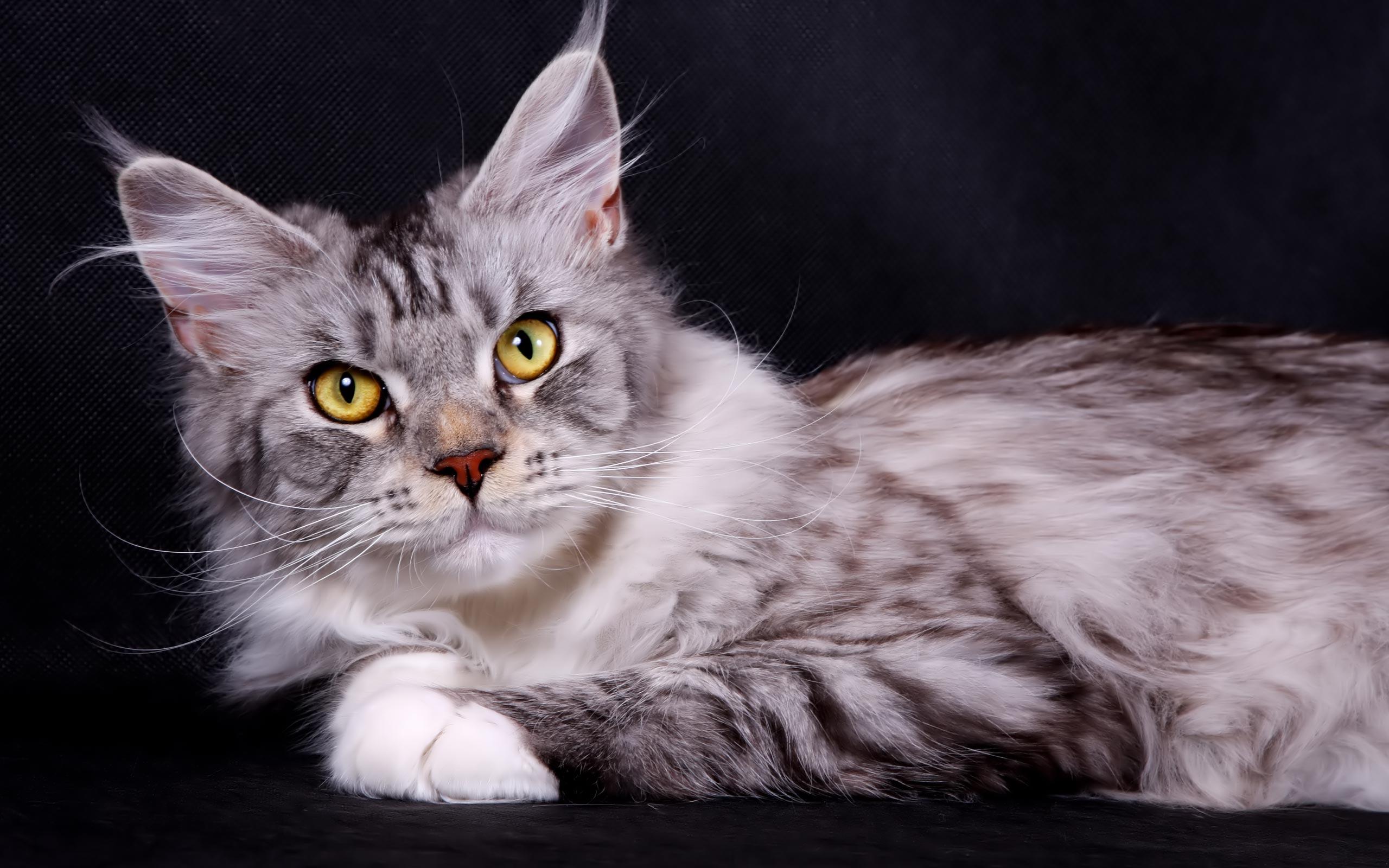 Desktop Wallpaper · Gallery · Animals · Domestic cat Maine Coon