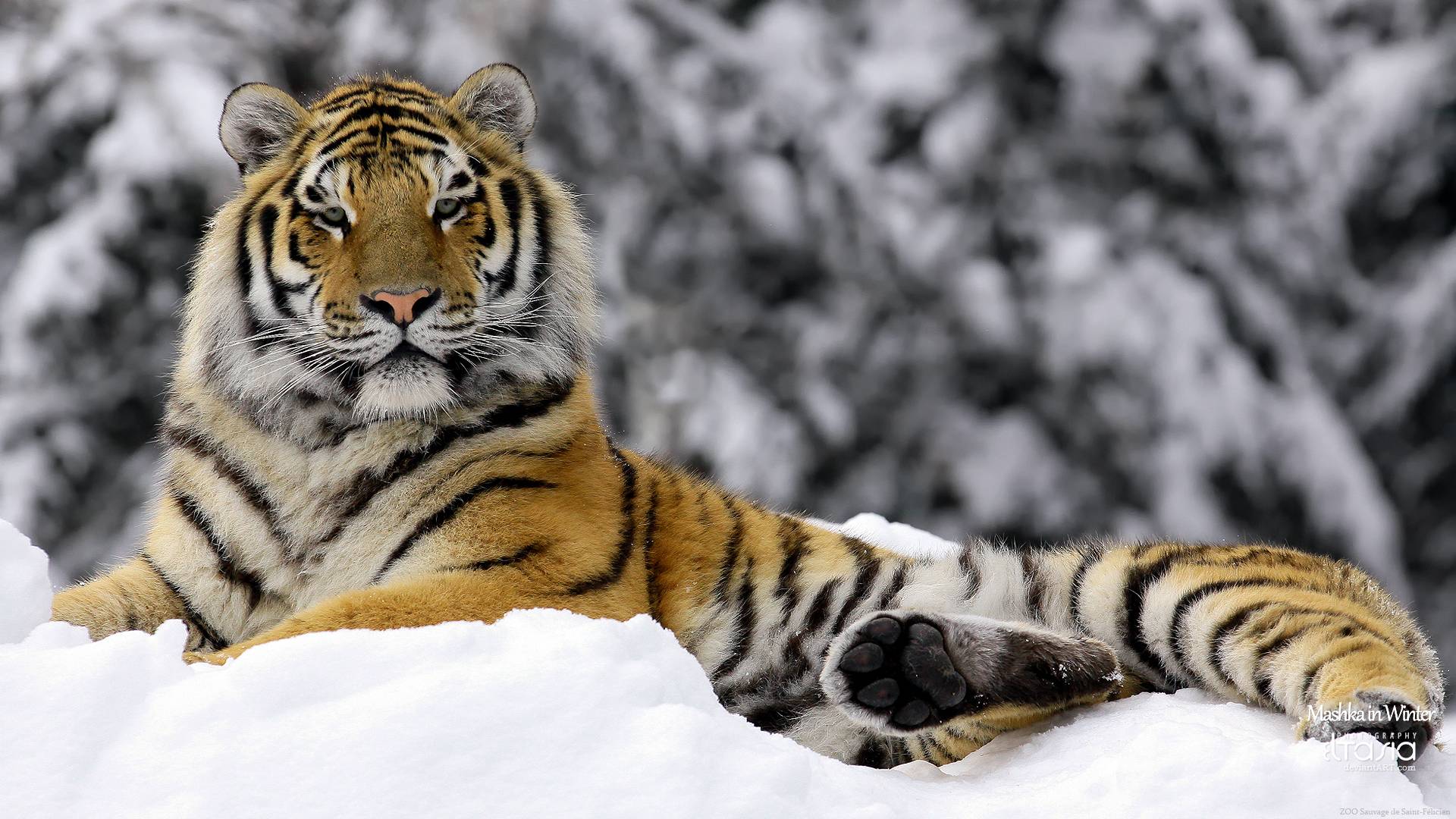 winter tiger HD HD Desktop wallpaper Free Download