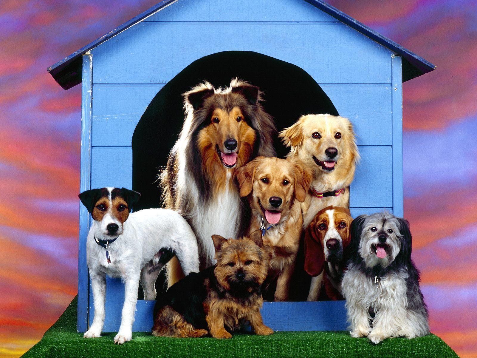 Dogs Family at Home Wallpaper Background. Dogs Wallpaper