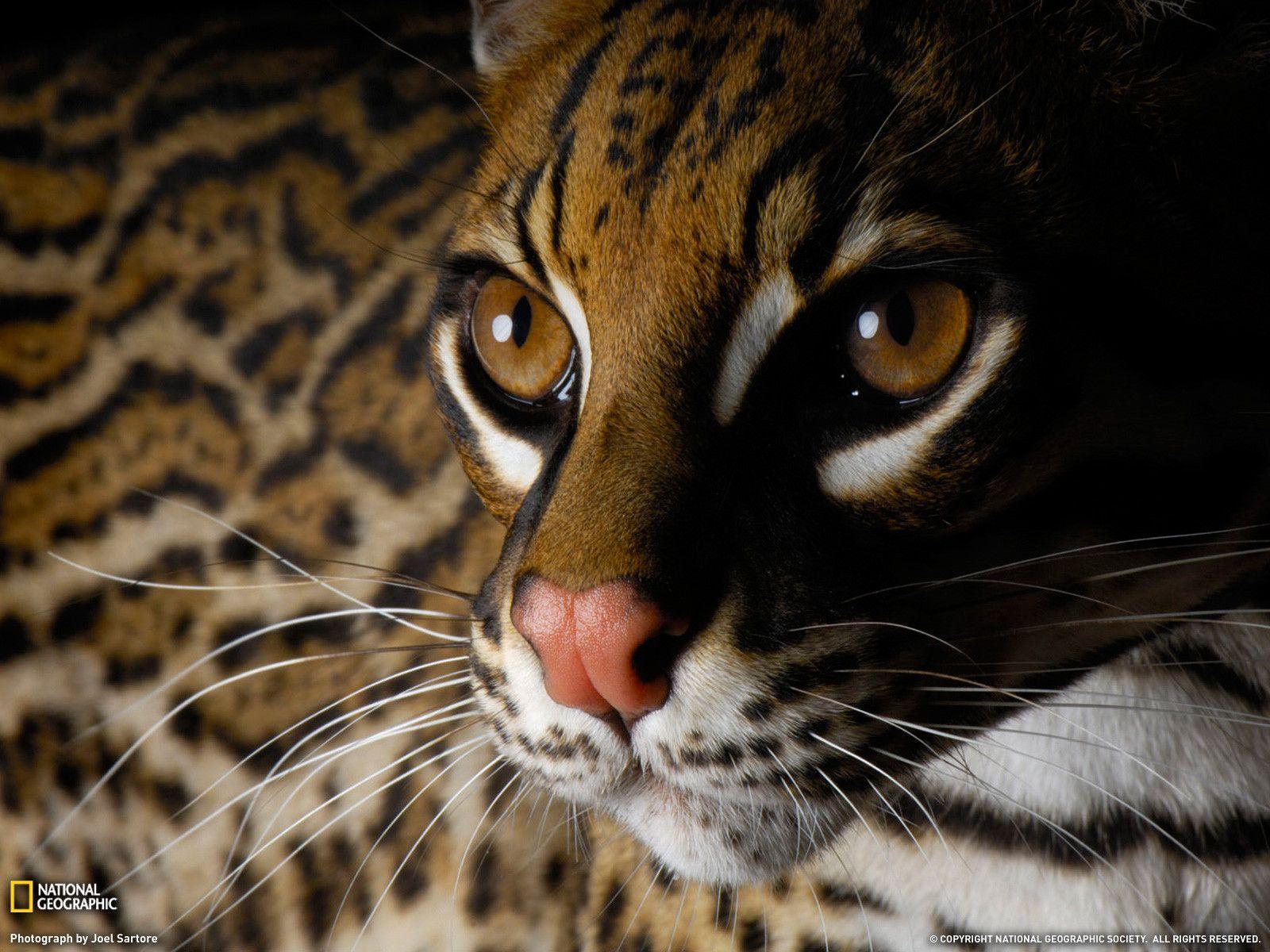 Ocelot Picture, San Diego Zoo Wallpaper Geographic