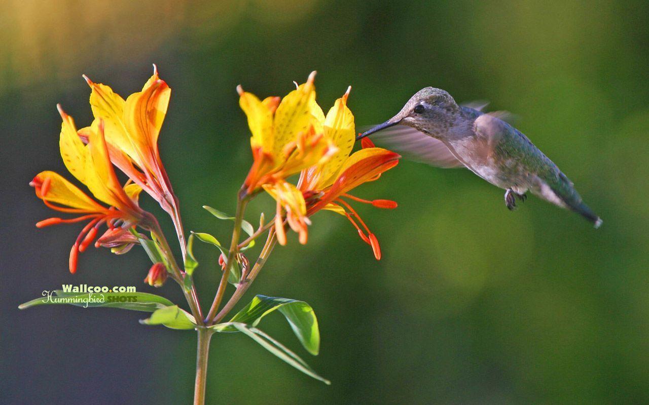 Birds Photography and flowers Wallpaper 1280x800 NO