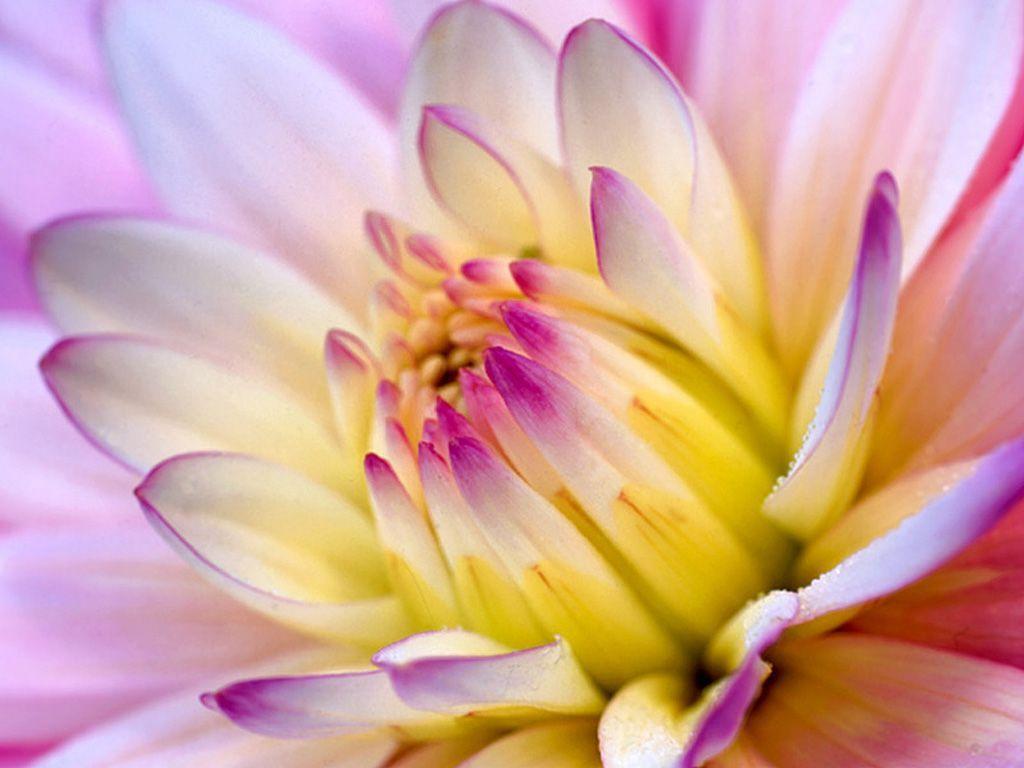 HD Lotus Flower Inside Desktop Wallpaper
