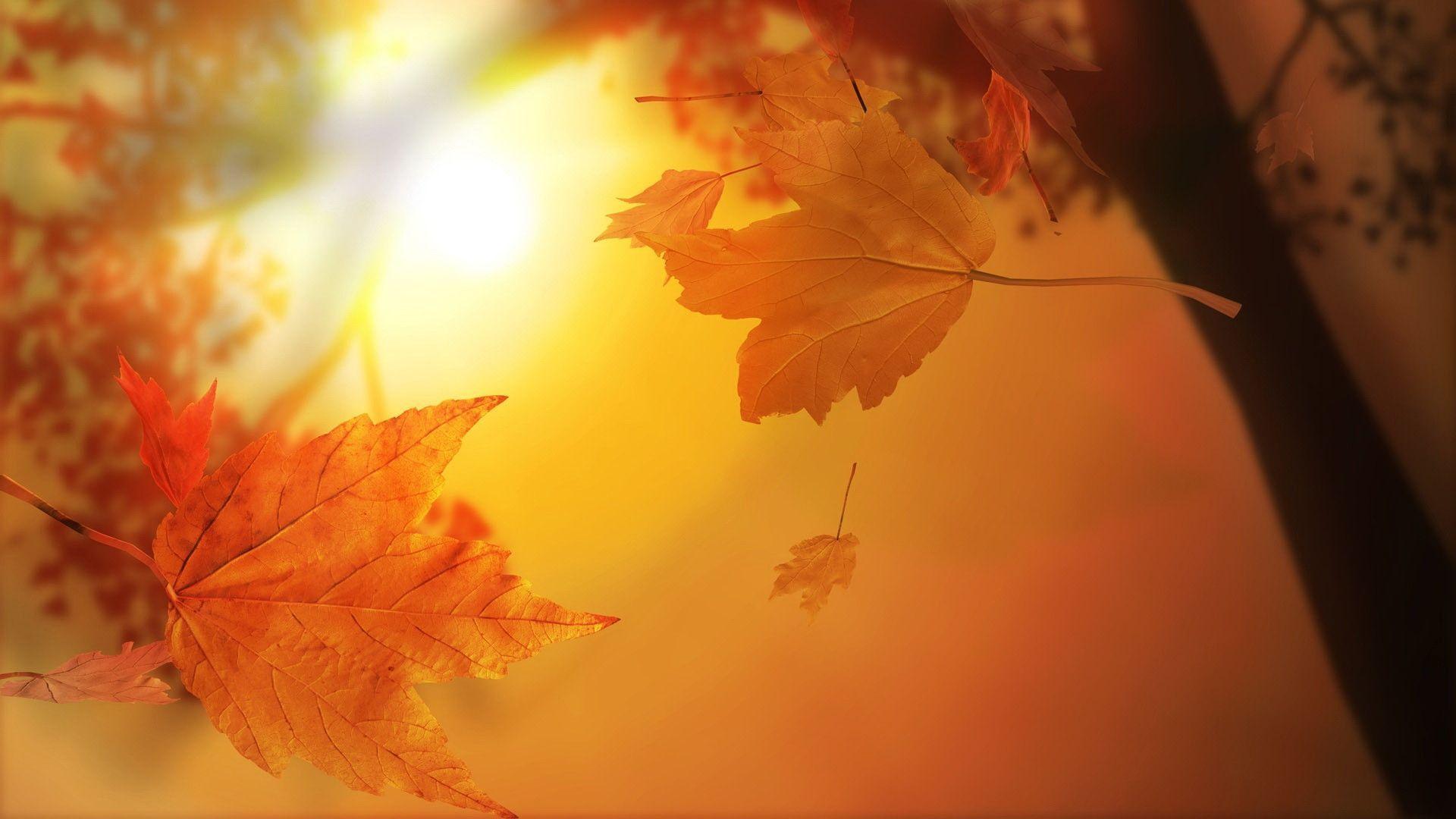 Wallpapers For > Cute Fall Wallpapers