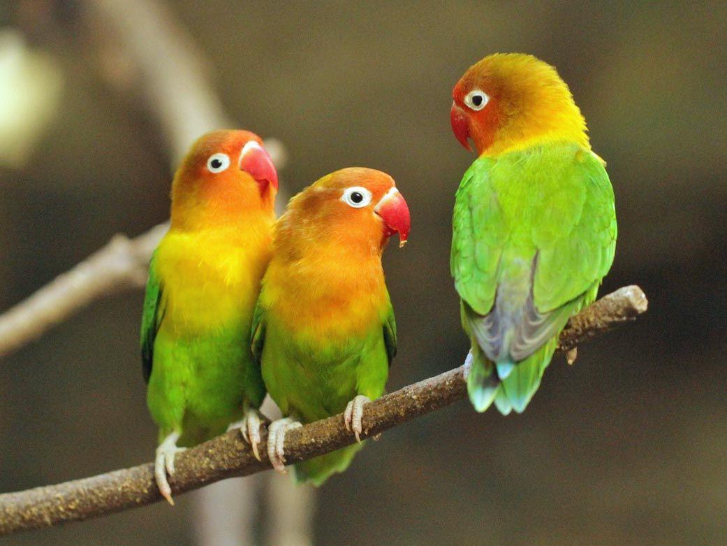 Lovebird Fischer Parrot Background Wallpaper