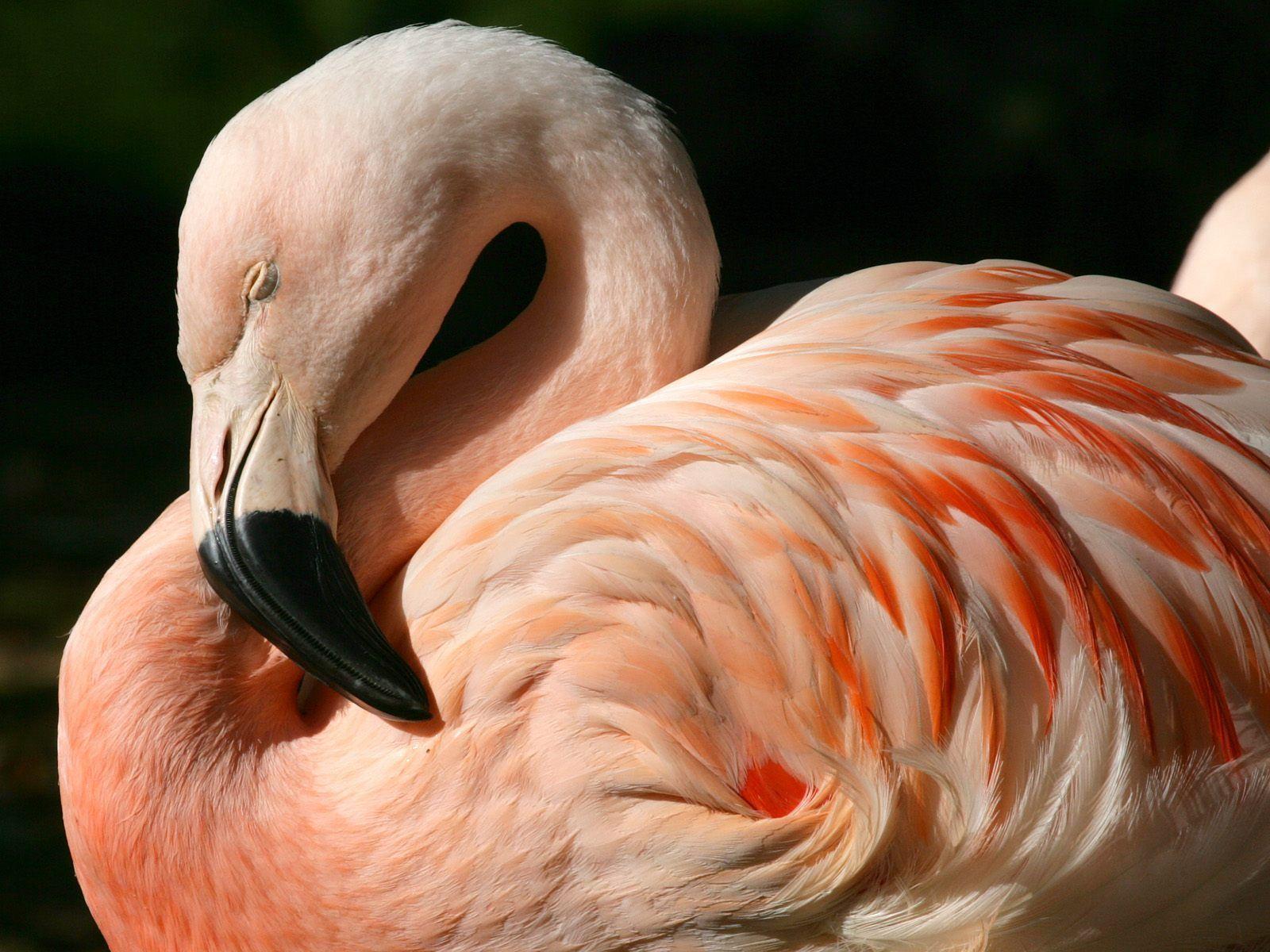 Desktop Wallpaper · Gallery · Animals · Flamingo birds image