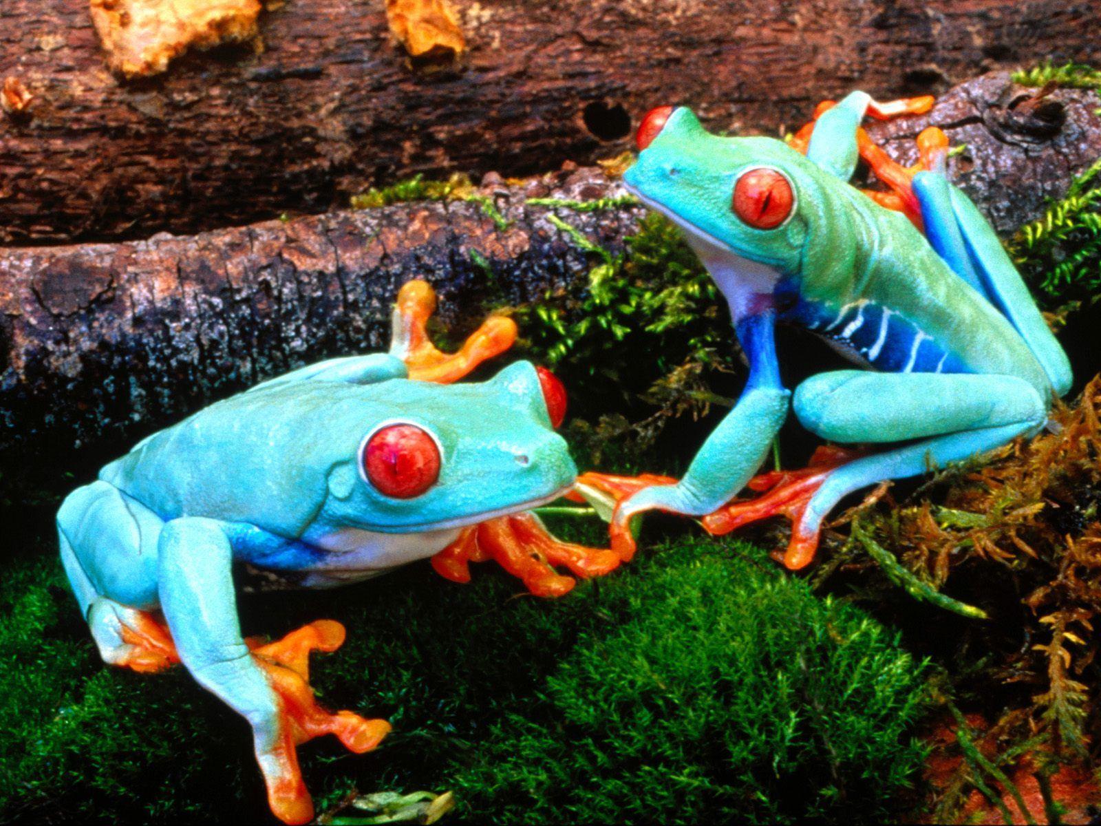 Colorful Frog HD Wallpaper Wallpaper Inn