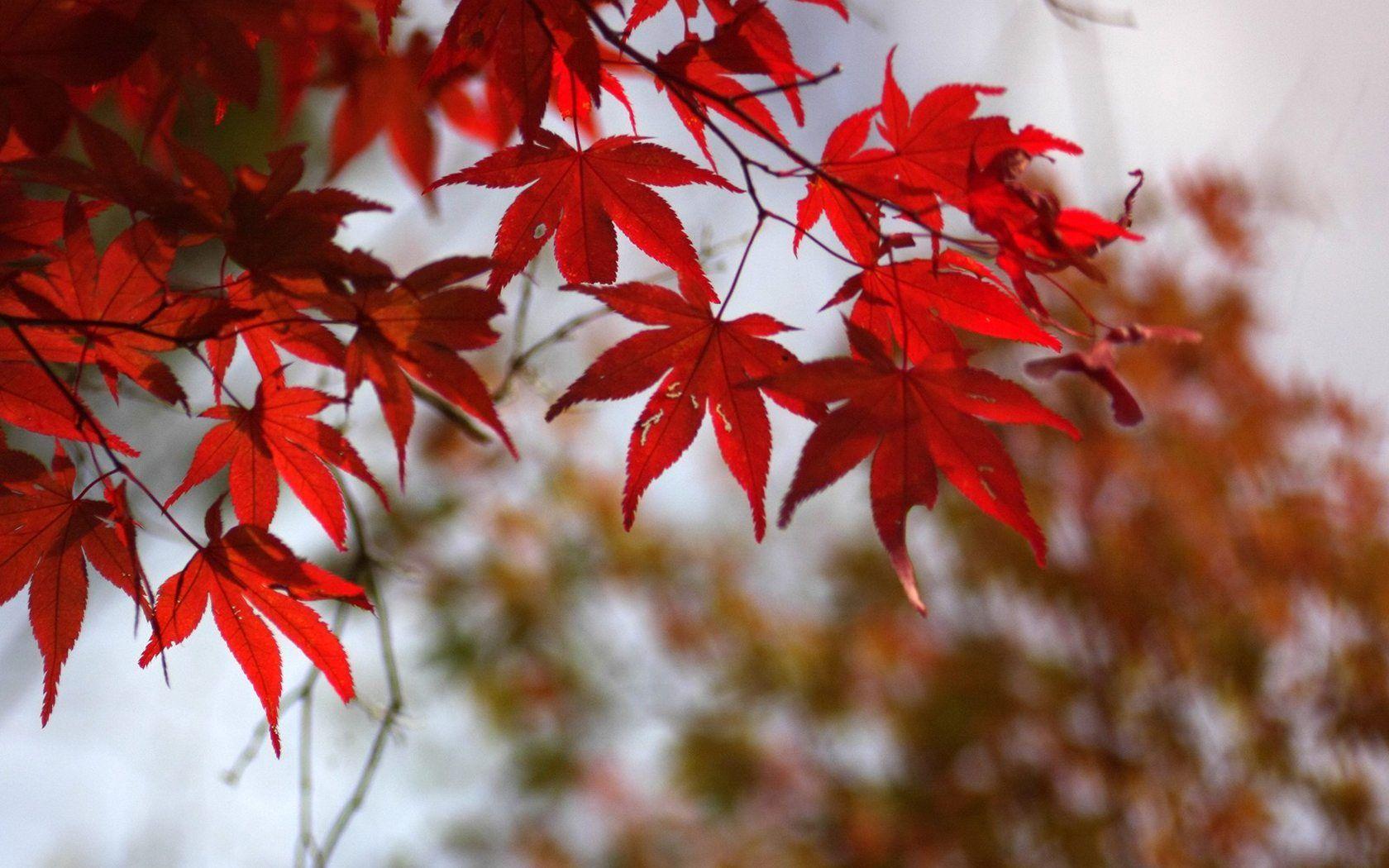Travel Japan Fall scenery in Rokkosan 1680x1050 NO.4