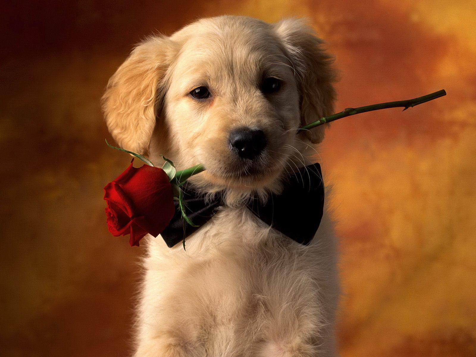 Puppy gold Labrador love free desktop background wallpaper