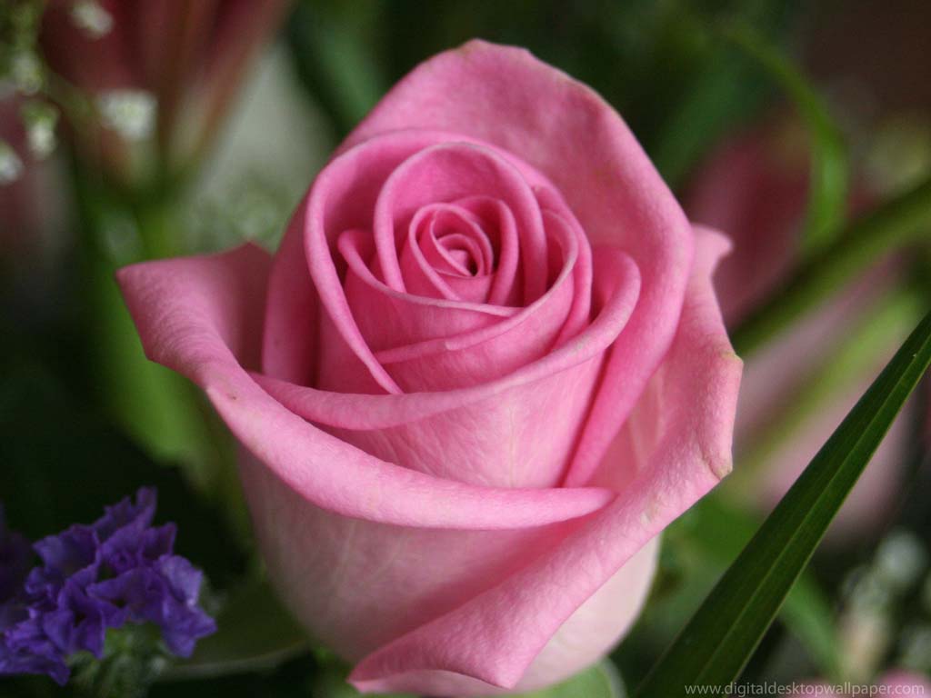 Cute Rose Flower Wallpaper: Rose Wallpaper Pink