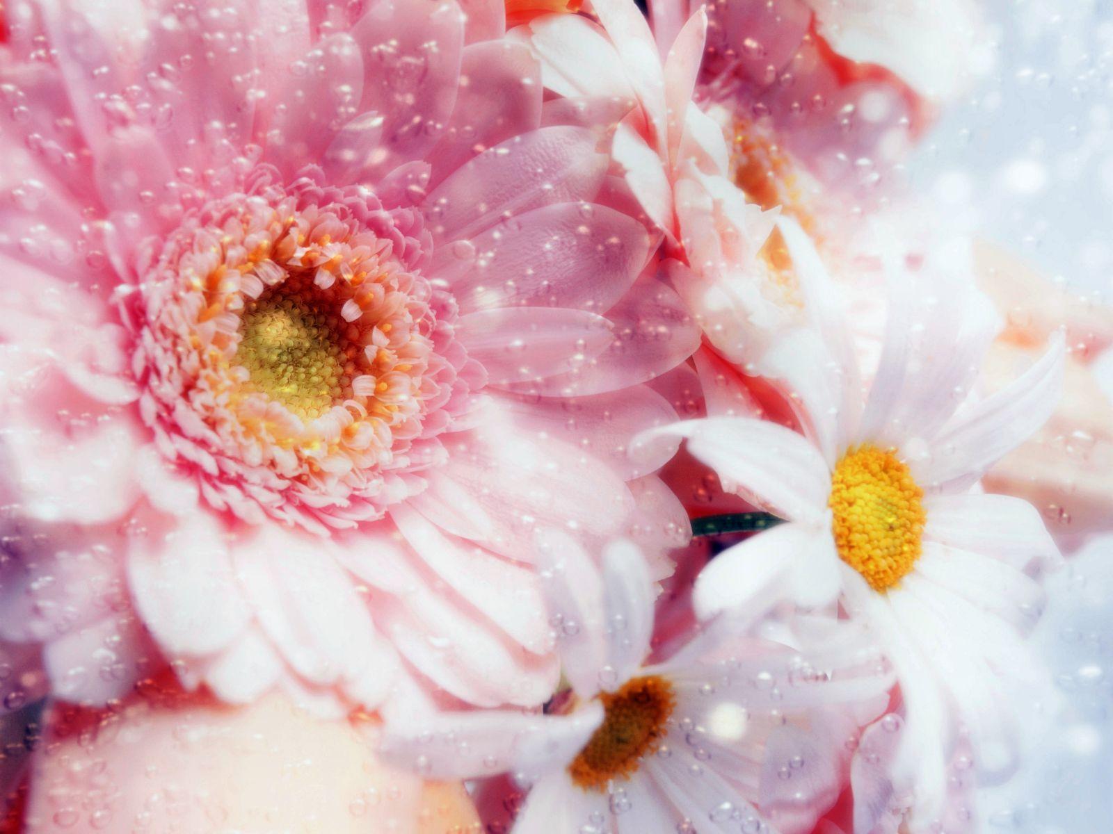 Flowers For Desktop Backgrounds - Wallpaper Cave