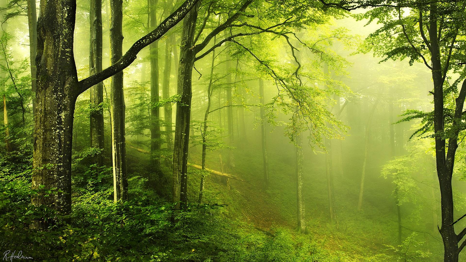 Forest Enchanted 1920x1080 Forest Tree HD Free Wallpaper