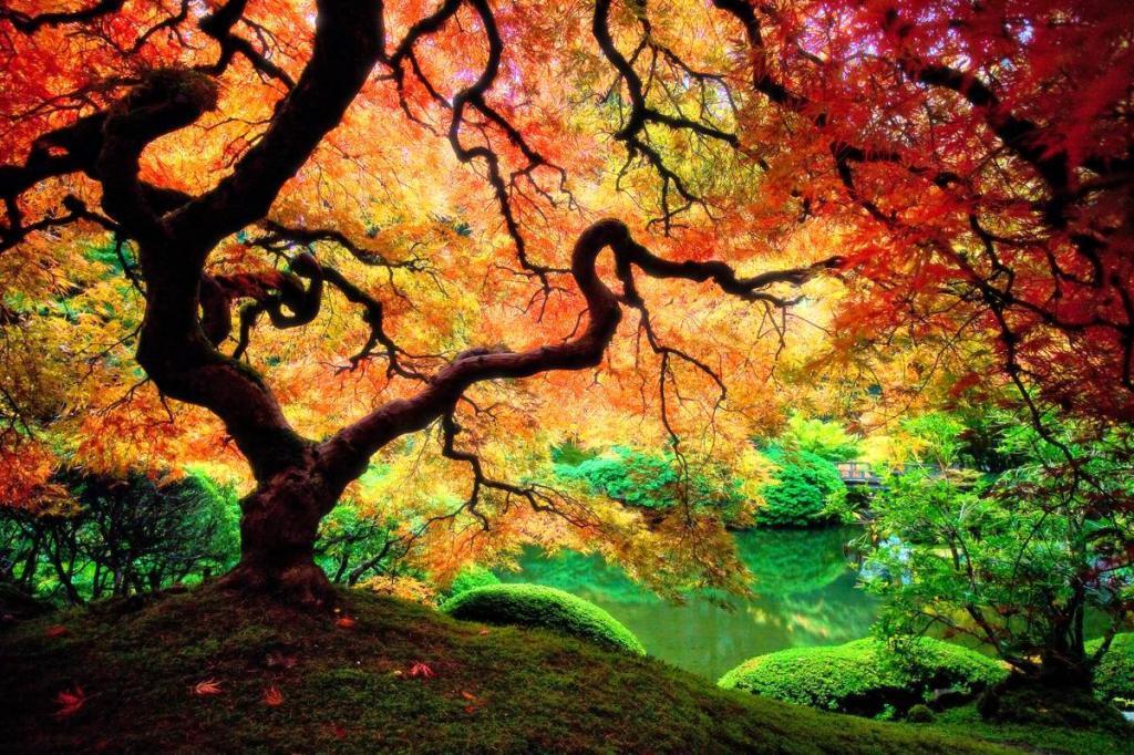 Autumn Tree Wallpaper. coolstyle wallpaper
